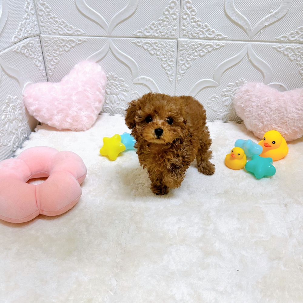 愛知県のトイプードル(タイニー) (犬の家＆猫の里岡崎店/2026年4月27日生まれ/女の子/アプリコット)の子犬の3枚目の画像