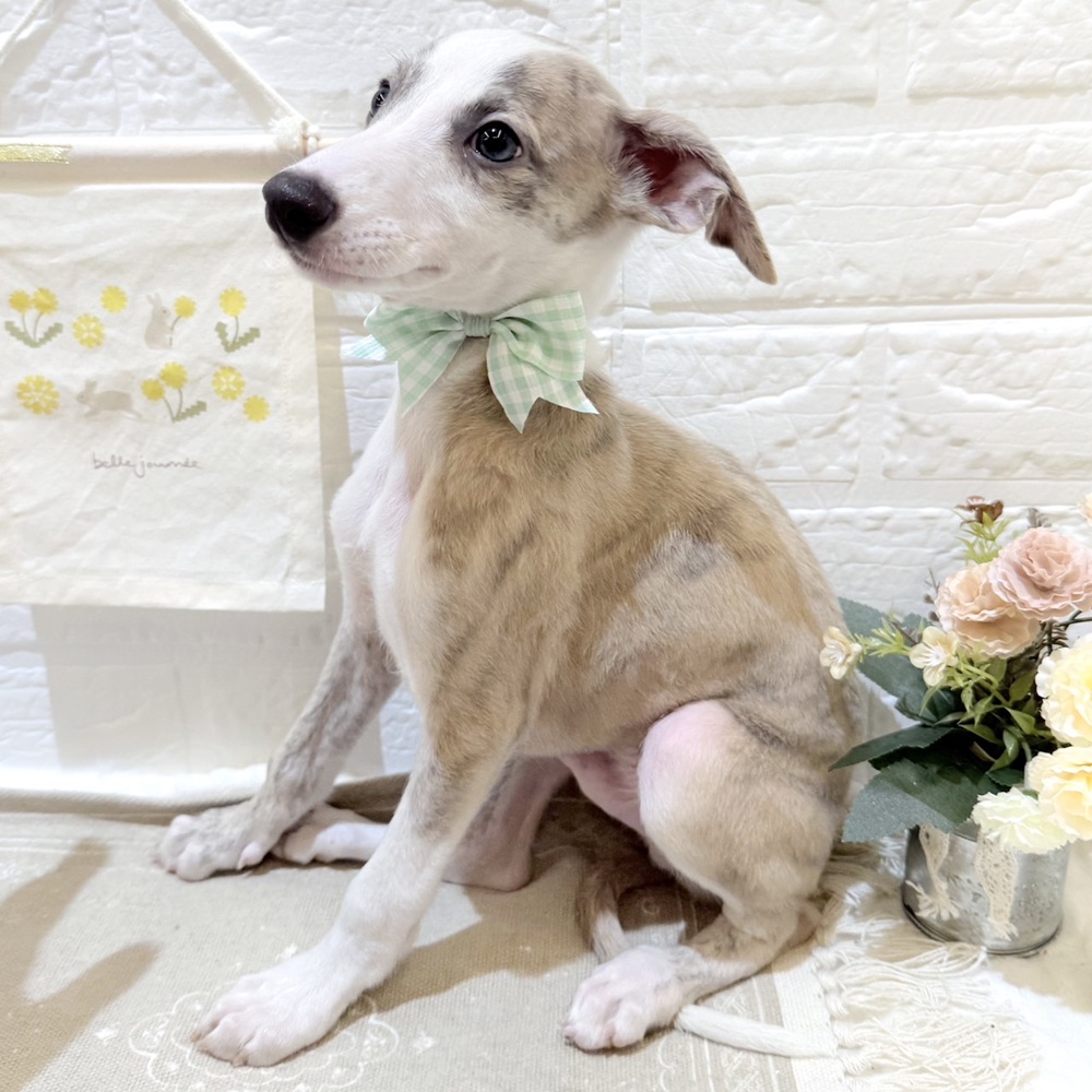 静岡県のウィペット (犬の家＆猫の里富士店/2025年6月29日生まれ/男の子/ブリンドルホワイト)の子犬の3枚目の画像