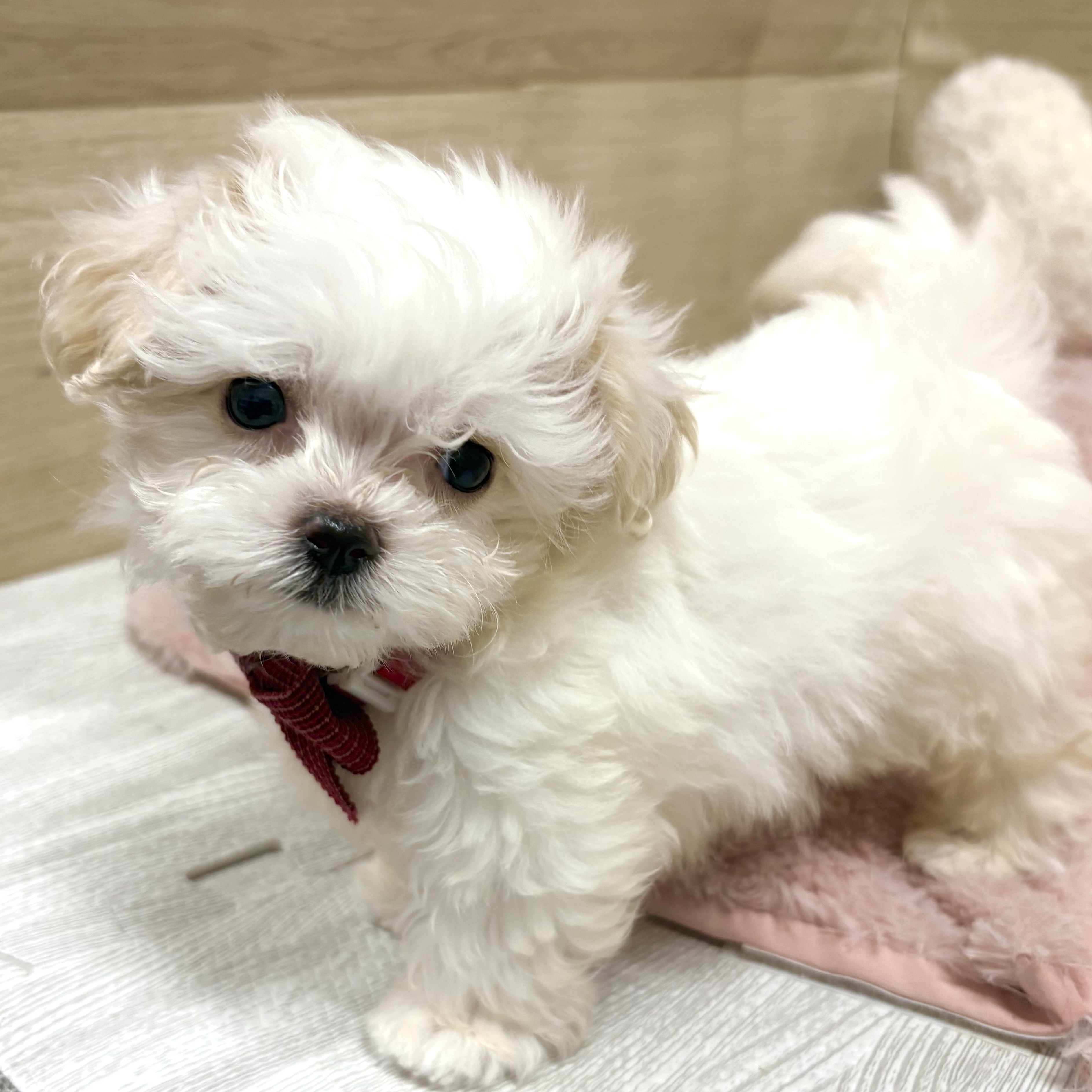 大阪府のマルプー(マルチーズ×プードル) (犬の家＆猫の里そよら東岸和田店/2025年10月7日生まれ/女の子/クリーム)の子犬の3枚目の画像