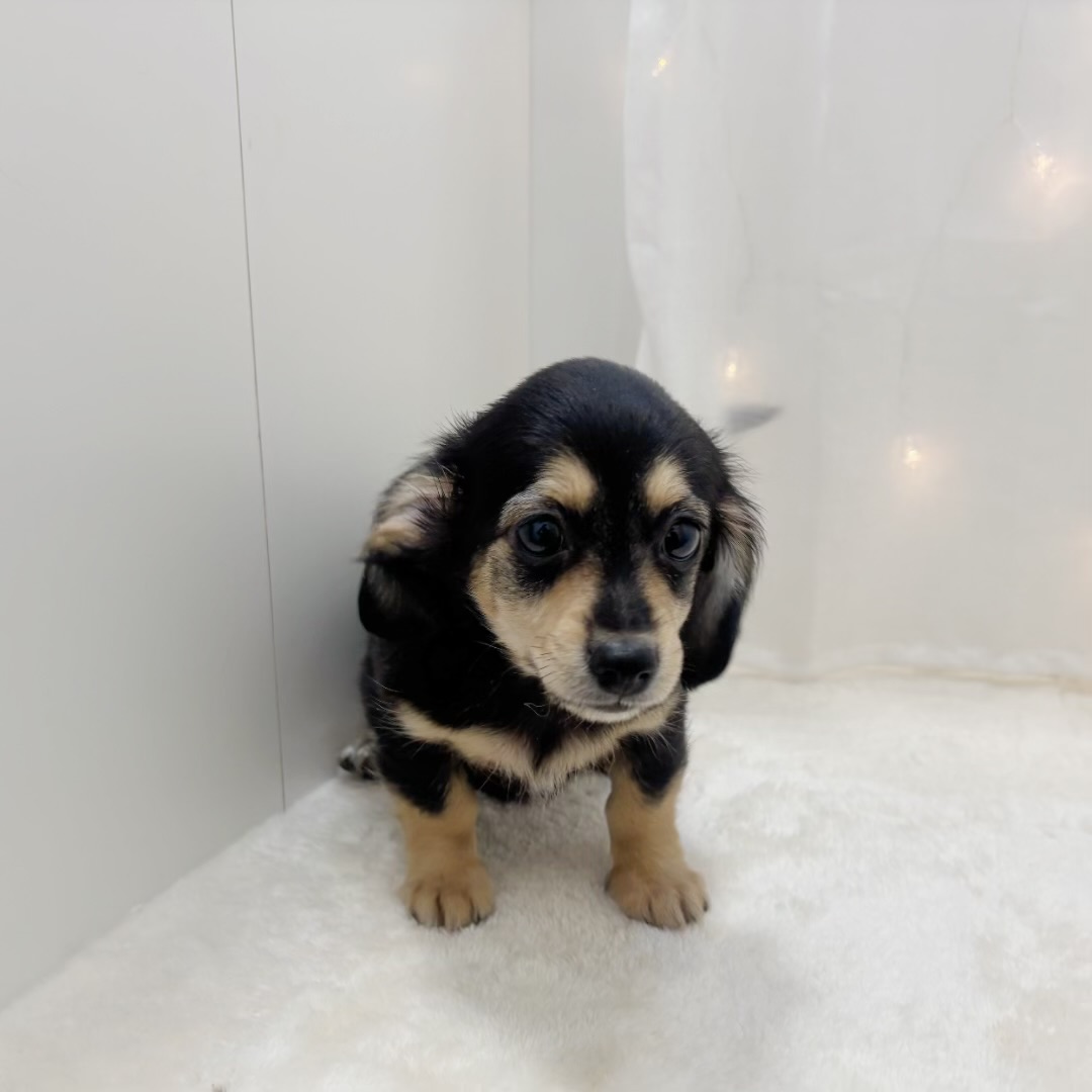 千葉県のチワックス(チワワ×ダックス) (犬の家＆猫の里BIGHOPガーデンモール印西店/2025年7月1日生まれ/男の子/ブラックタン)の子犬の3枚目の画像