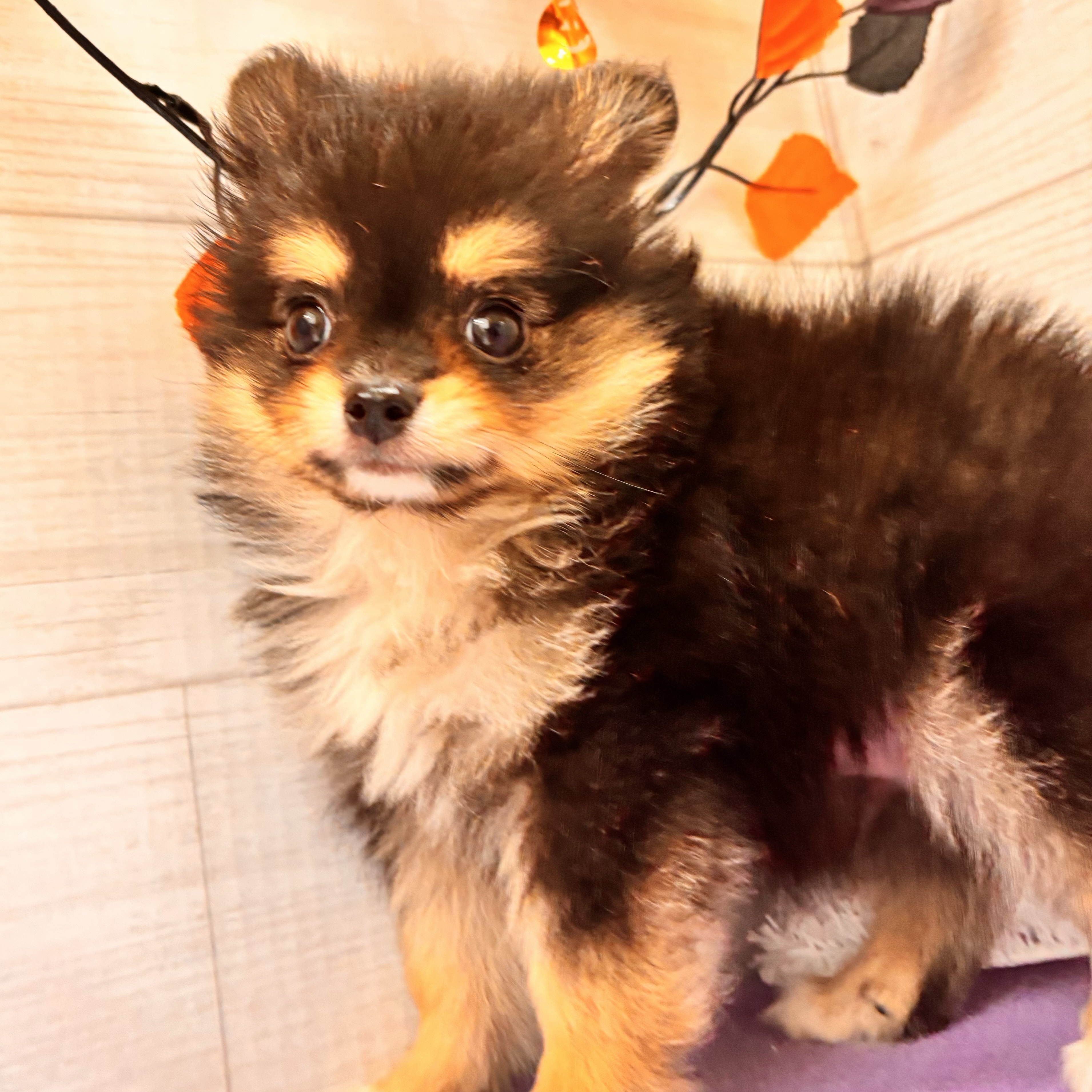 岡山県のポメチワ/チワポメ/ポメチー(ポメラニアン×チワワ) (犬の家＆猫の里天満屋ハピーズ西大寺モール店/2026年8月14日生まれ/男の子/ブラックタンホワイト)の子犬の3枚目の画像