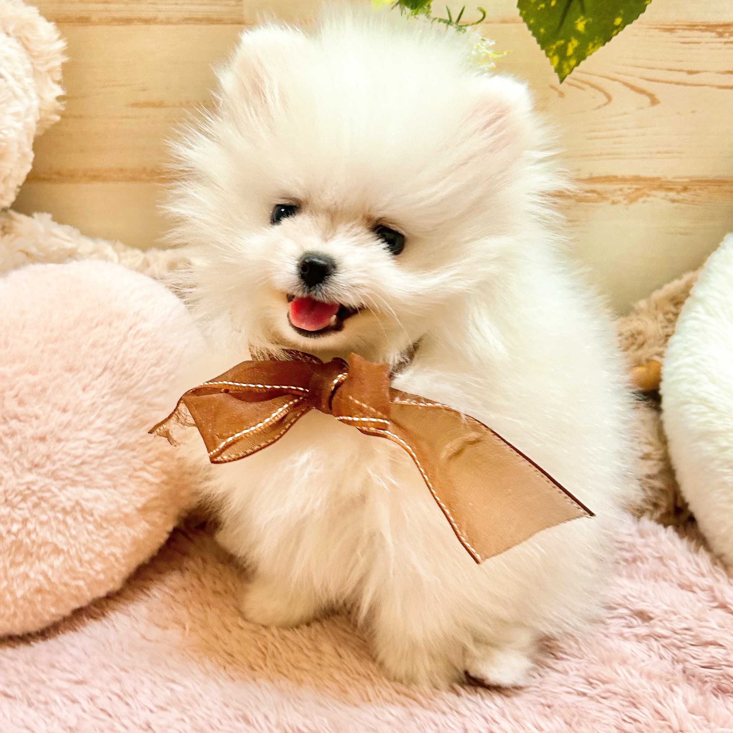 兵庫県のポメラニアン (犬の家＆猫の里神戸店/2026年2月3日生まれ/女の子/ホワイト)の子犬の3枚目の画像