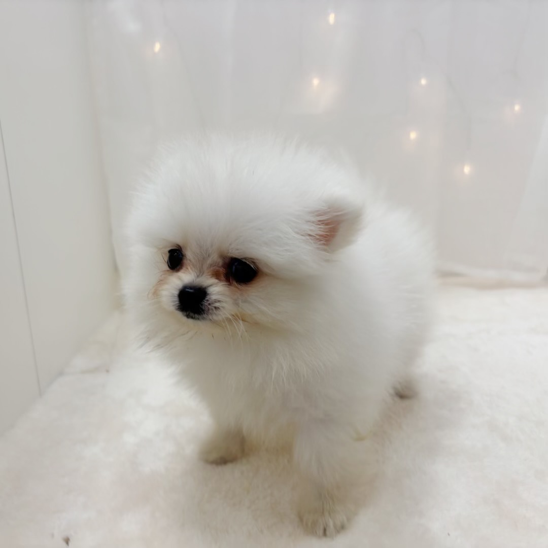 千葉県のポメラニアン (犬の家＆猫の里BIGHOPガーデンモール印西店/2025年7月5日生まれ/男の子/クリーム)の子犬の3枚目の画像