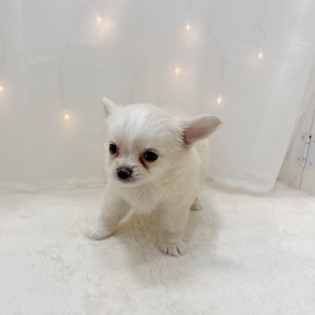 千葉県のチワワ(ロング) (犬の家＆猫の里BIGHOPガーデンモール印西店/2025年7月8日生まれ/男の子/クリーム)の子犬の3枚目の画像