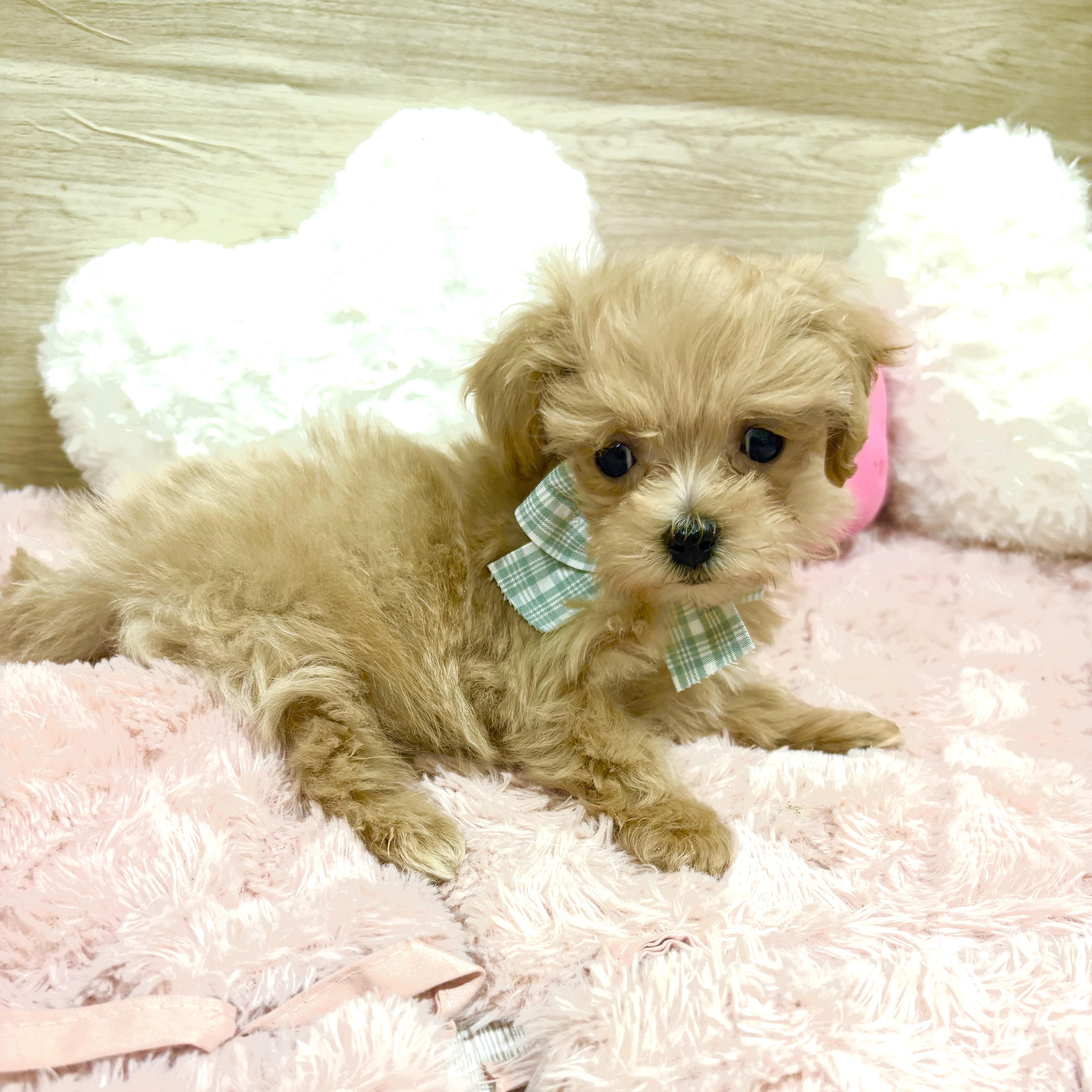 大阪府のマルプー(マルチーズ×プードル) (犬の家＆猫の里そよら東岸和田店/2025年10月7日生まれ/男の子/アプリコット)の子犬の3枚目の画像