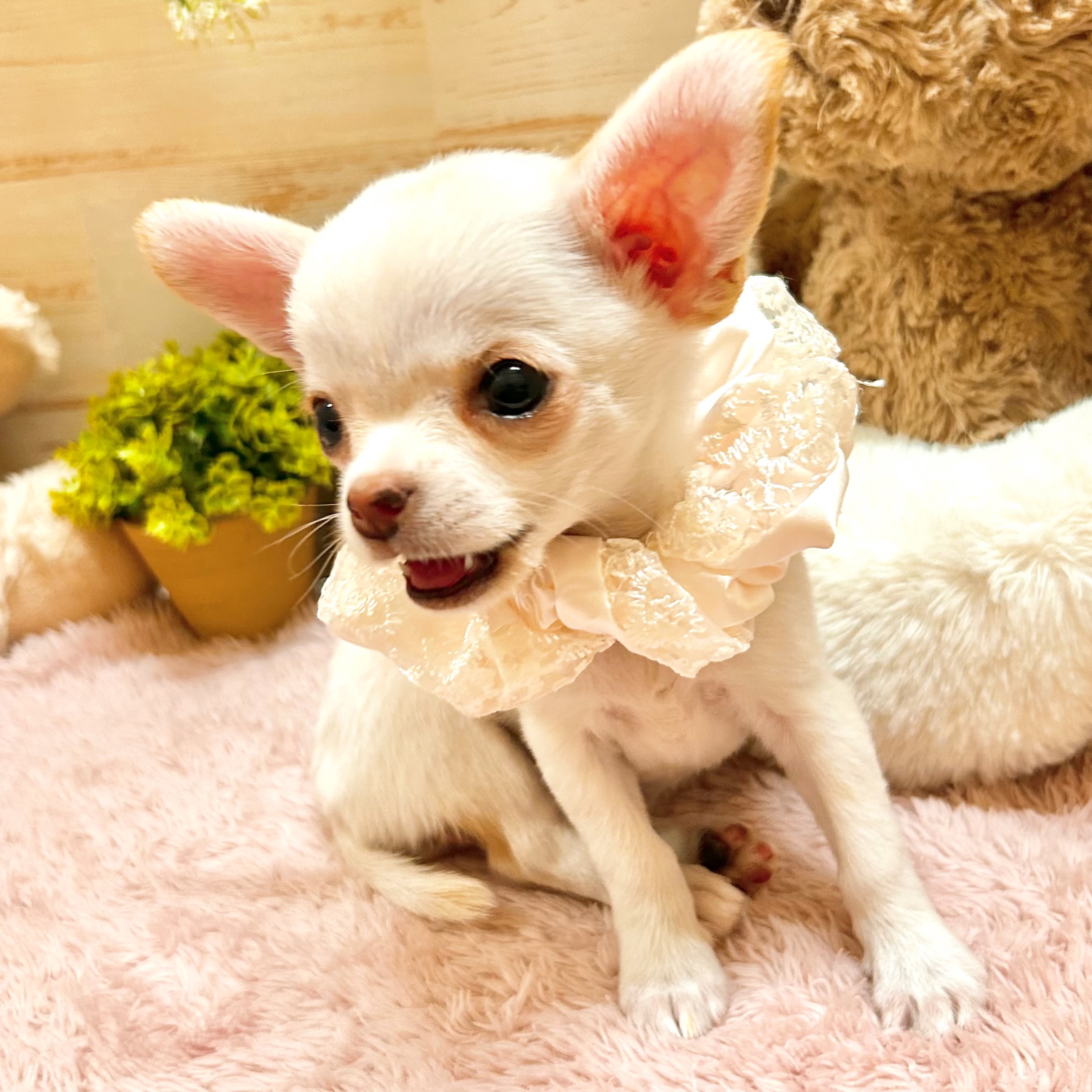 兵庫県のチワワ(スムース) (犬の家＆猫の里神戸店/2026年2月15日生まれ/女の子/クリーム)の子犬の3枚目の画像