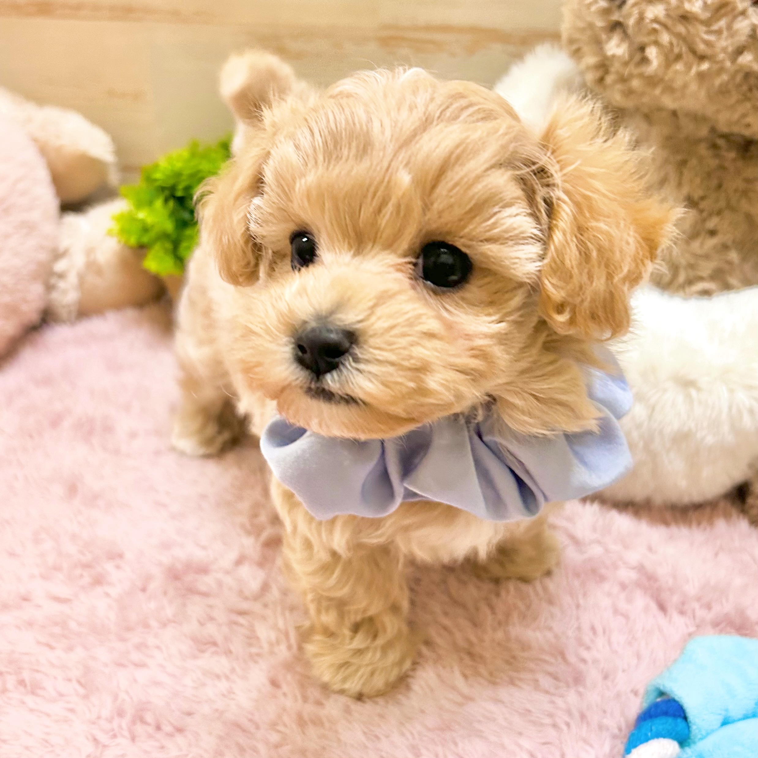 兵庫県のマルプー(マルチーズ×プードル) (犬の家＆猫の里神戸店/2026年2月12日生まれ/男の子/クリーム)の子犬の3枚目の画像