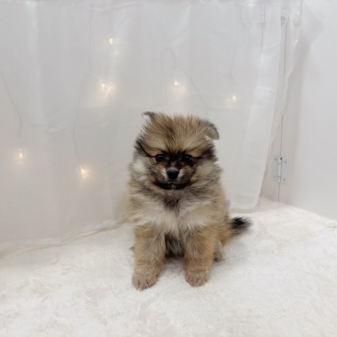 千葉県のポメラニアン (犬の家＆猫の里BIGHOPガーデンモール印西店/2025年7月8日生まれ/女の子/オレンジセーブル)の子犬の3枚目の画像