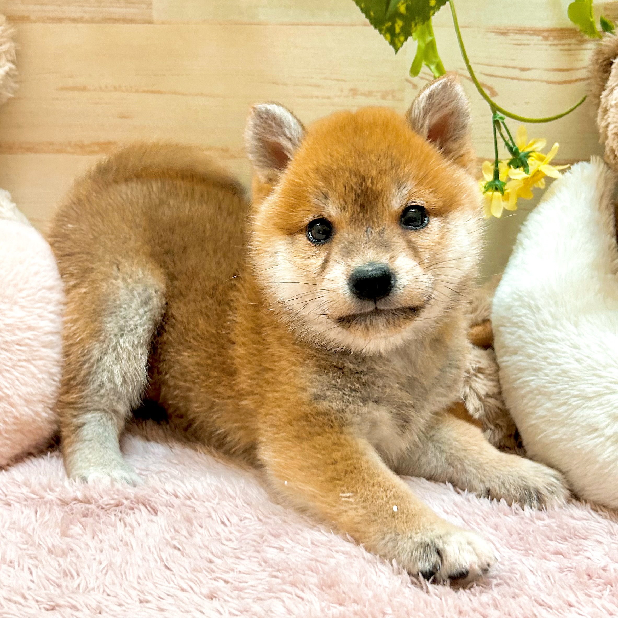 兵庫県の柴犬(標準サイズ) (犬の家＆猫の里神戸店/2026年2月13日生まれ/女の子/赤)の子犬の3枚目の画像