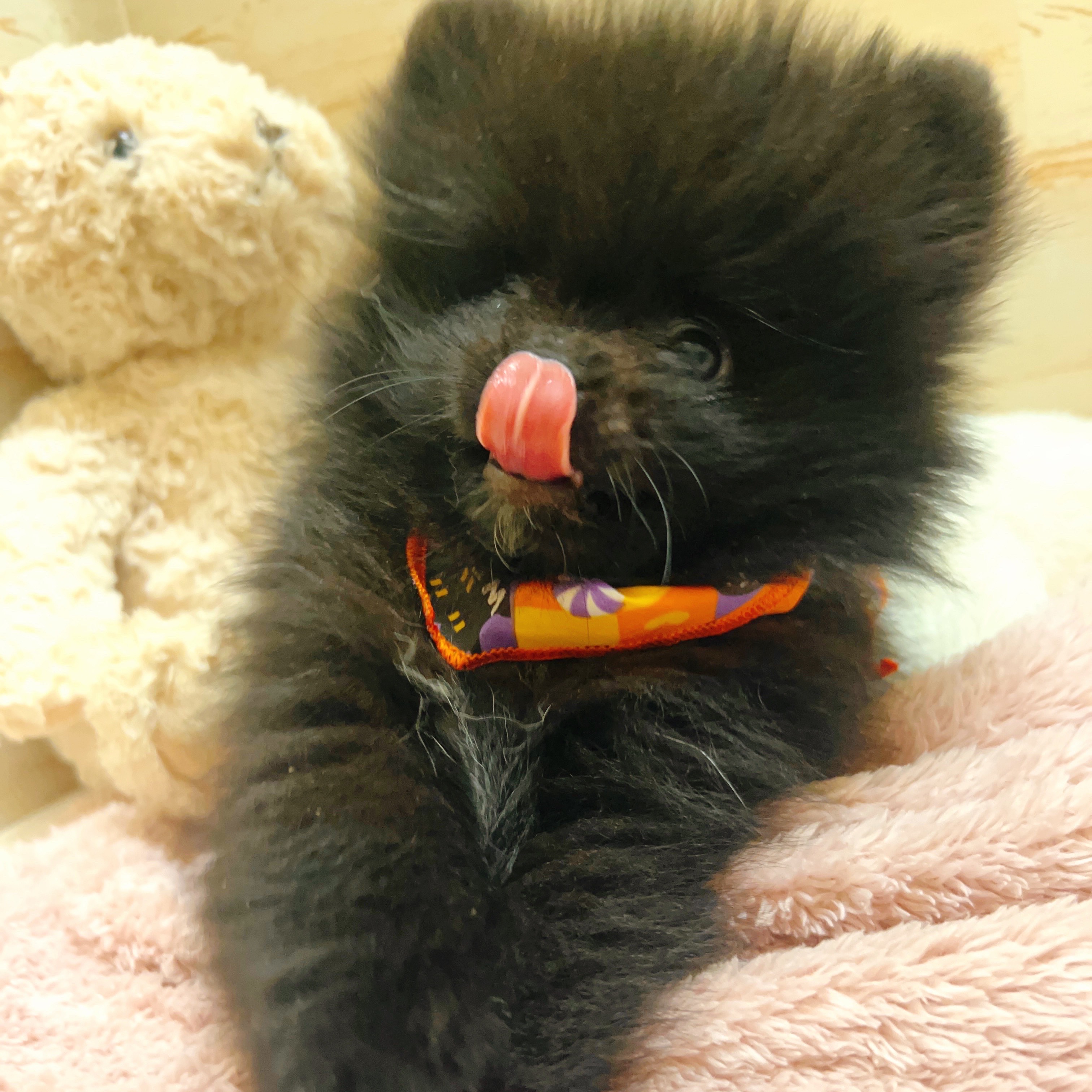 兵庫県のポメラニアン (犬の家＆猫の里神戸店/2025年8月1日生まれ/女の子/ブラック)の子犬の3枚目の画像