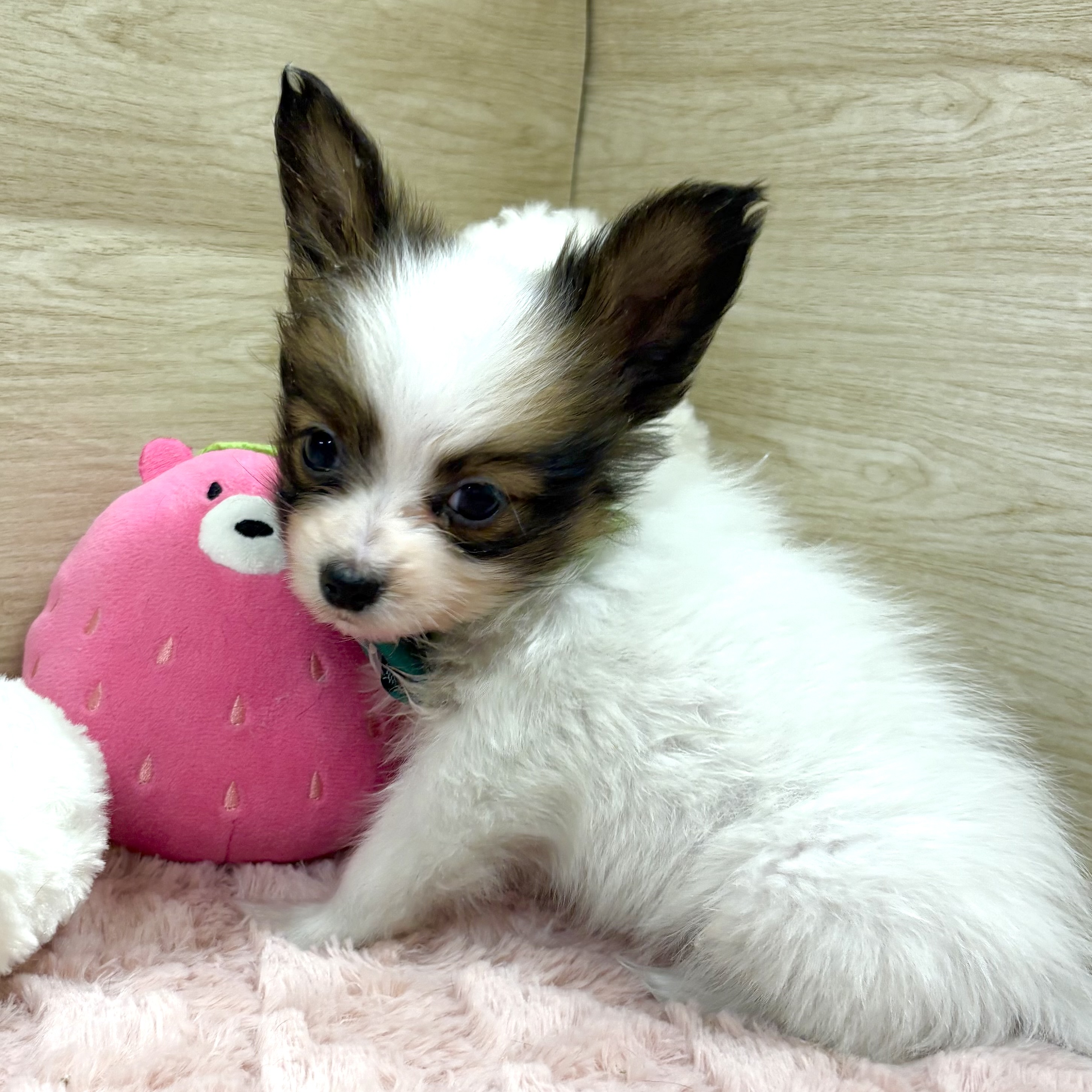 大阪府のパピヨン (犬の家＆猫の里そよら東岸和田店/2025年10月12日生まれ/男の子/ホワイトブラウン)の子犬の3枚目の画像