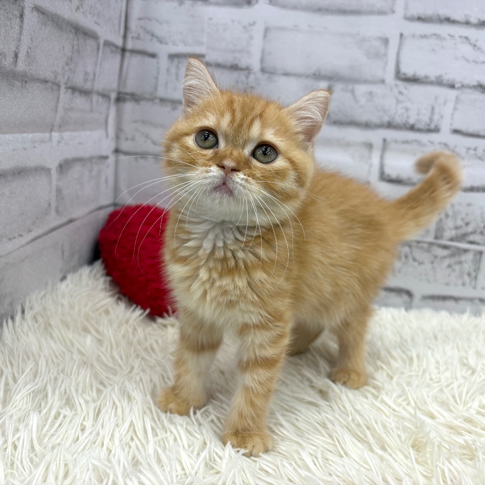 愛知県のスコティッシュフォールド (犬の家＆猫の里MEGAドン・キホーテ東海名和店/2026年7月28日生まれ/女の子/レッドタビーホワイト)の子猫の3枚目の画像