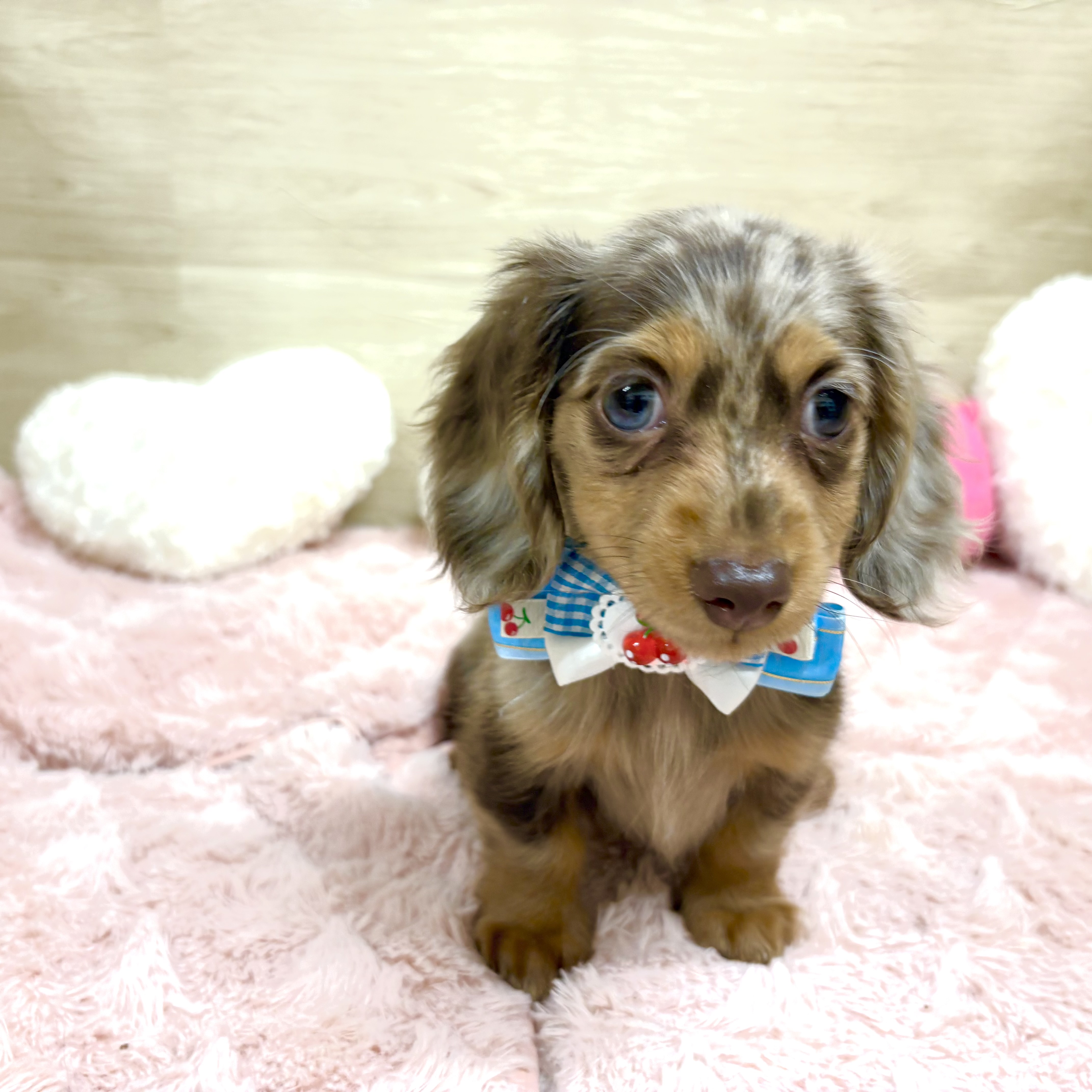 大阪府のカニンヘンダックスフンド(ロング) (犬の家＆猫の里そよら東岸和田店/2025年10月10日生まれ/女の子/チョコレートダップル)の子犬の3枚目の画像