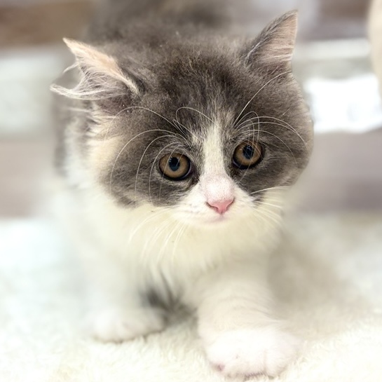 三重県のミヌエット (犬の家＆猫の里三重桑名店/2026年7月10日生まれ/女の子/ブルーパッチドタビーホワイト)の子猫の3枚目の画像