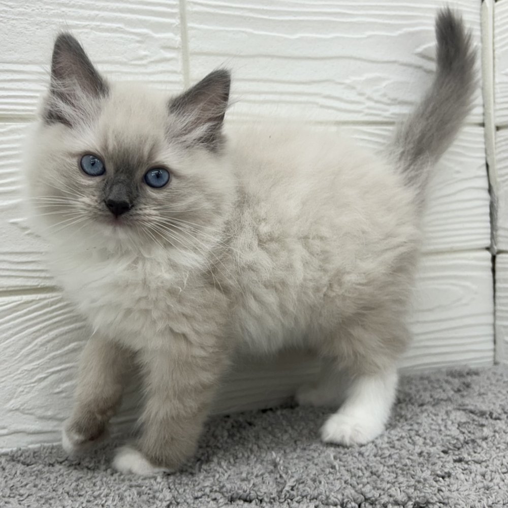 愛知県のラグドール (犬の家＆猫の里七宝店/2026年3月16日生まれ/男の子/ブルーポイントミテッド)の子猫の1枚目の画像