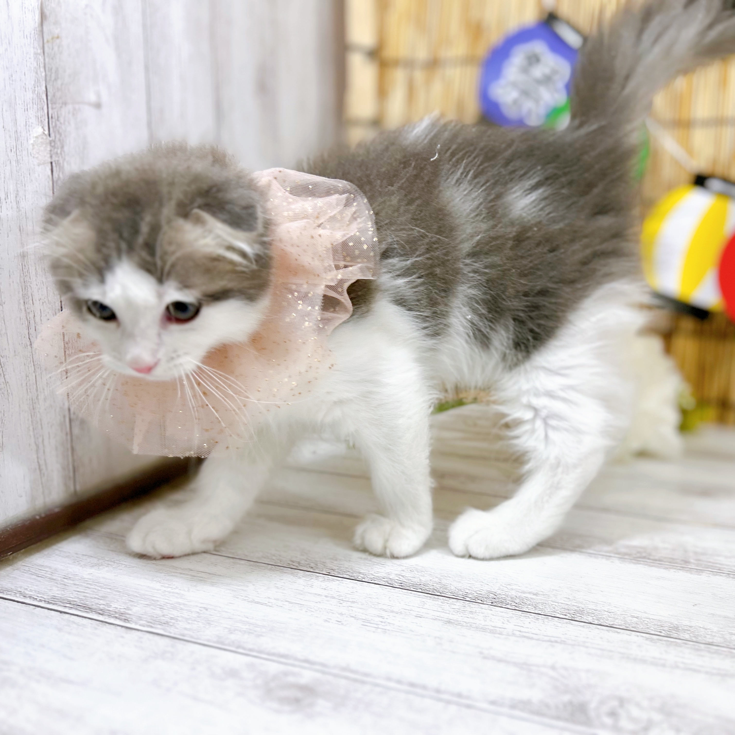神奈川県のスコティッシュフォールド (犬の家＆猫の里小田原店/2025年7月2日生まれ/男の子/ブルータビーホワイト)の子猫の3枚目の画像