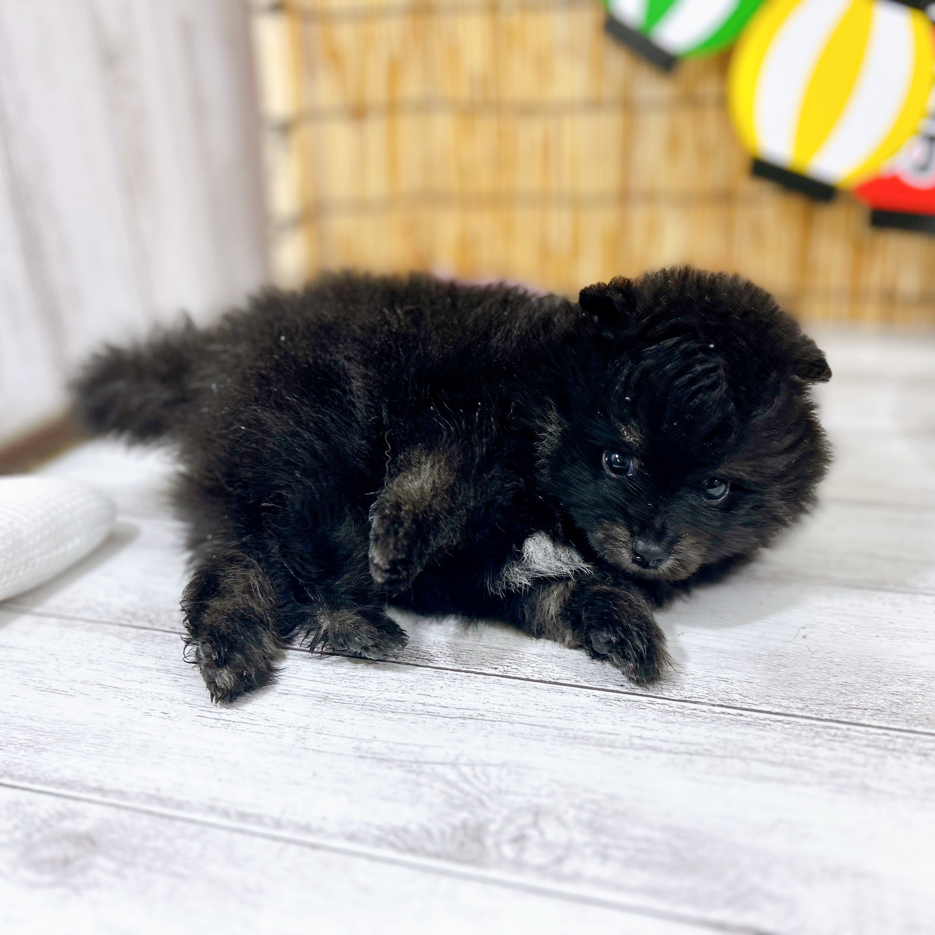 神奈川県のポメラニアン (犬の家＆猫の里小田原店/2025年7月7日生まれ/男の子/ブラックタン)の子犬の3枚目の画像