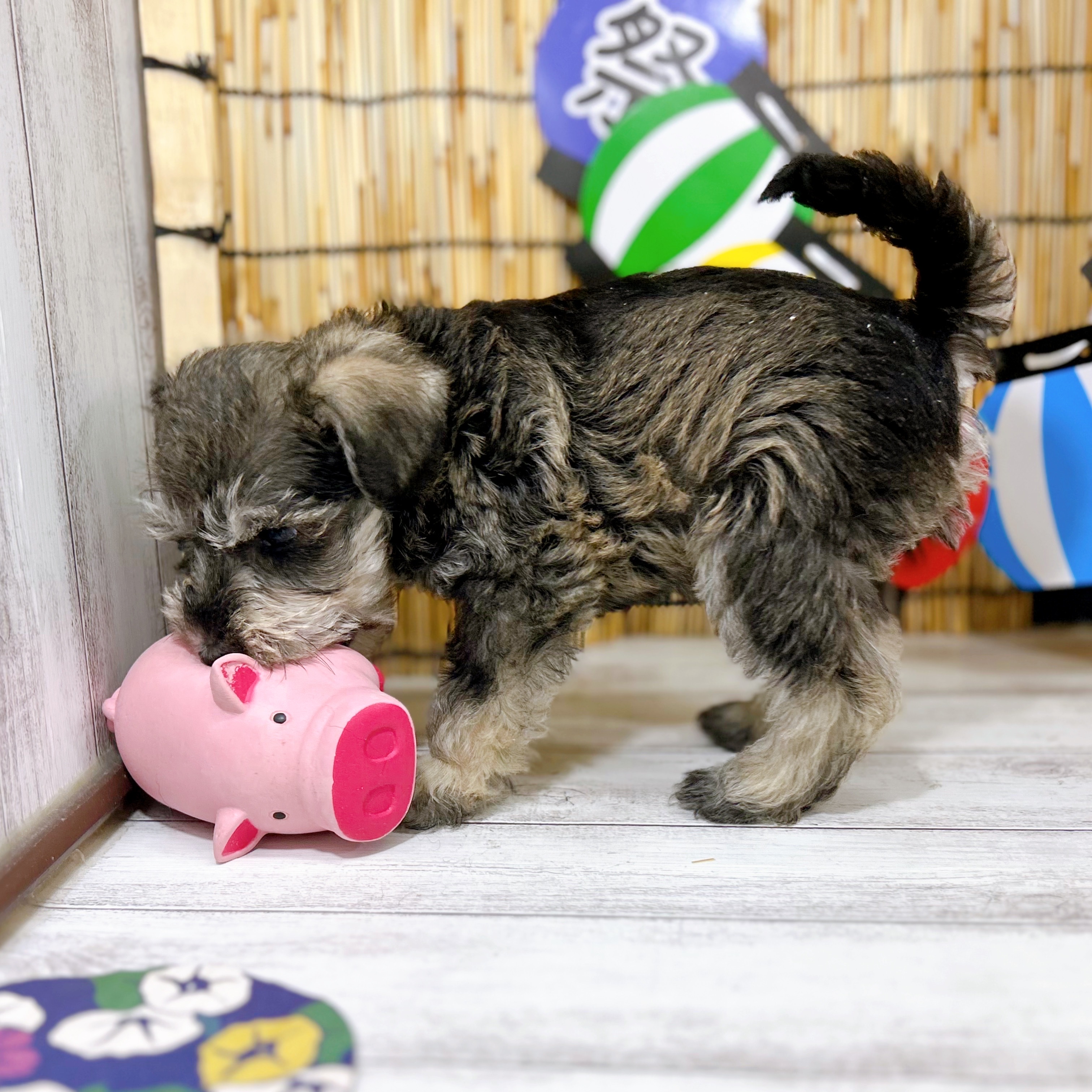 神奈川県のミニチュアシュナウザー (犬の家＆猫の里小田原店/2025年7月6日生まれ/男の子/ソルトペッパー)の子犬の3枚目の画像
