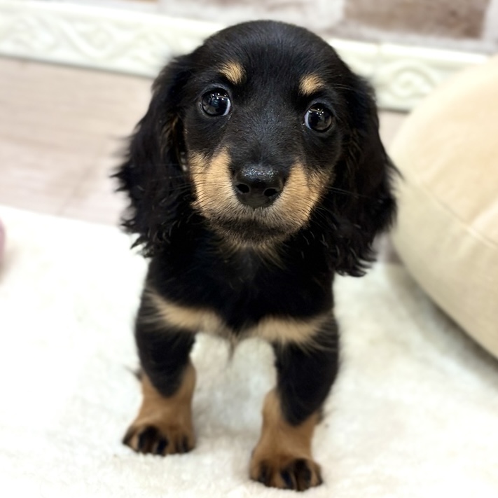 三重県のミニチュアダックスフンド(ロング) (犬の家＆猫の里三重桑名店/2026年8月4日生まれ/男の子/ブラックタン)の子犬の3枚目の画像