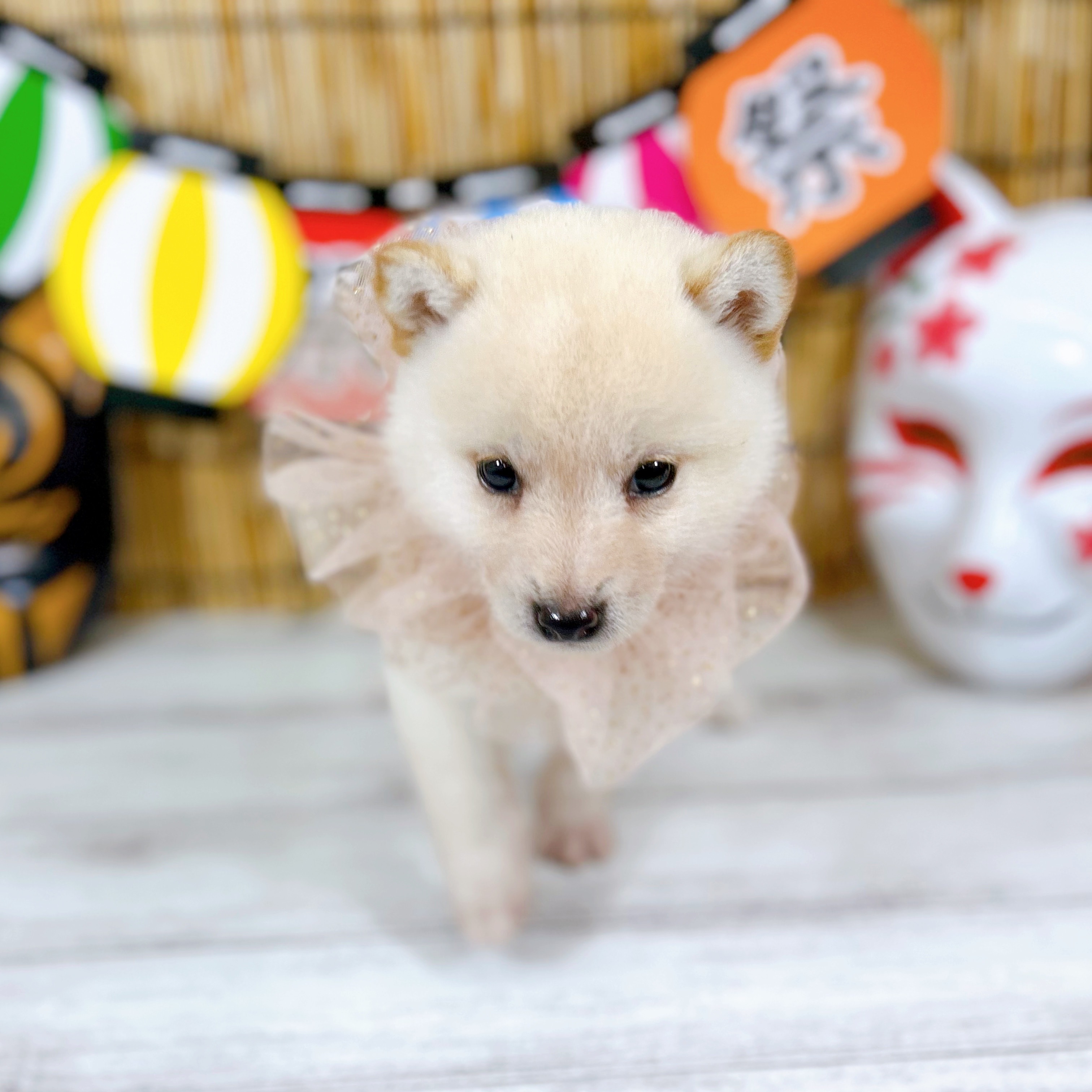 神奈川県の豆柴 (犬の家＆猫の里小田原店/2025年7月7日生まれ/男の子/白)の子犬の1枚目の画像