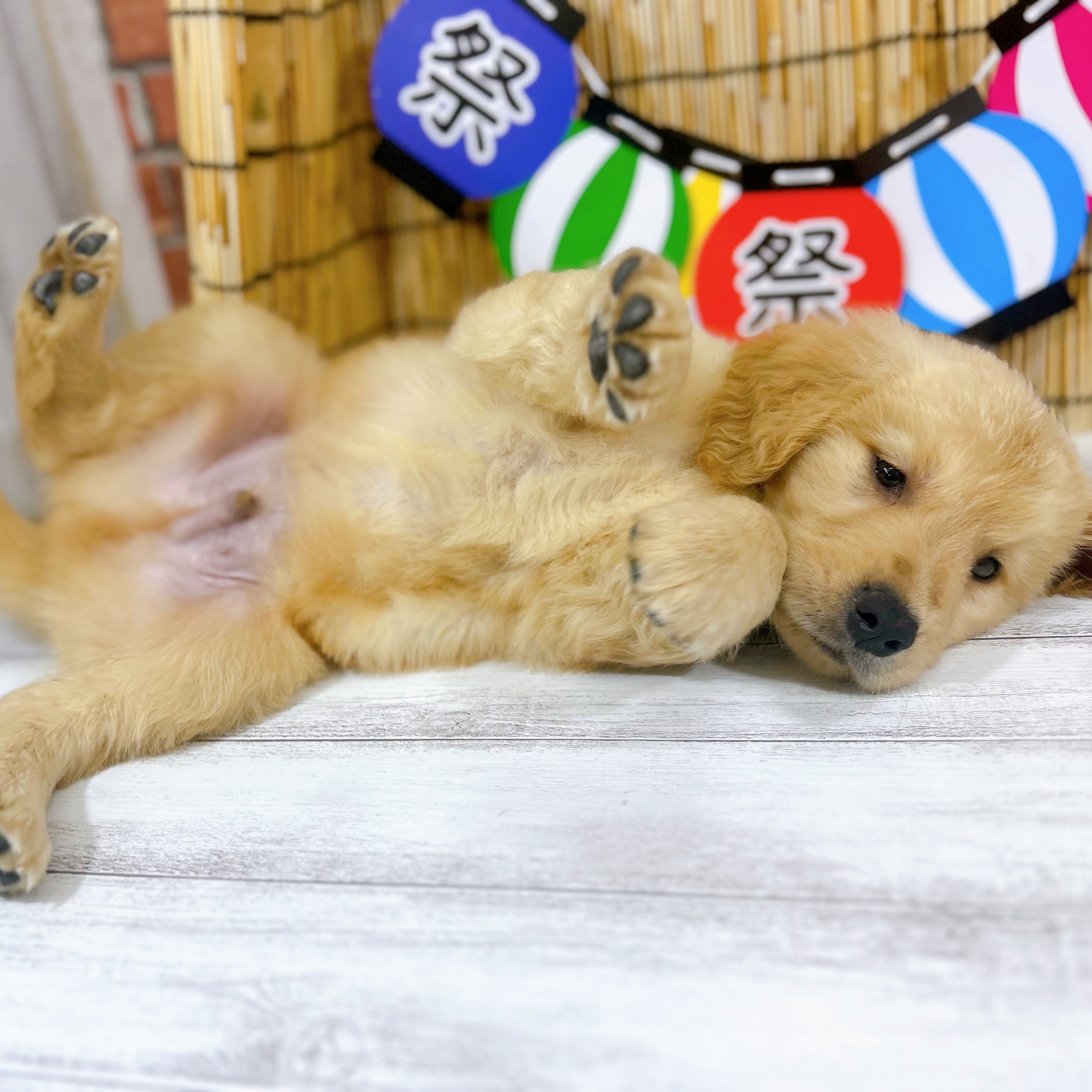 神奈川県のゴールデンレトリバー (犬の家＆猫の里小田原店/2025年7月8日生まれ/男の子/ゴールデン)の子犬の3枚目の画像