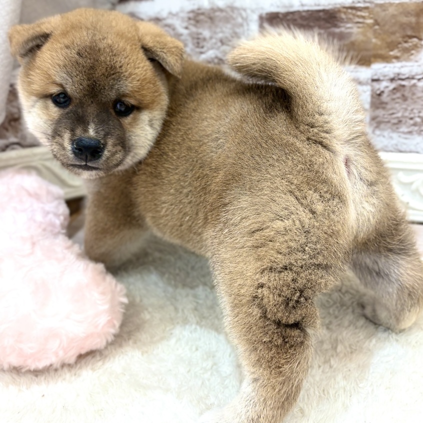 三重県の柴犬(標準サイズ) (犬の家＆猫の里三重桑名店/2026年8月18日生まれ/男の子/赤)の子犬の3枚目の画像