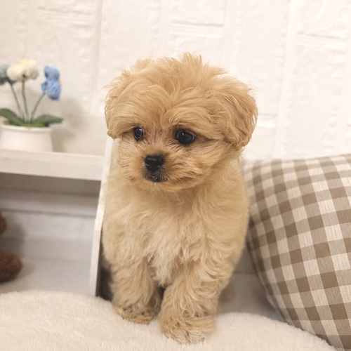 愛知県のペキプー(ペキニーズ×プードル) (犬の家＆猫の里豊川インター店/2026年5月29日生まれ/男の子/クリーム)の子犬の3枚目の画像