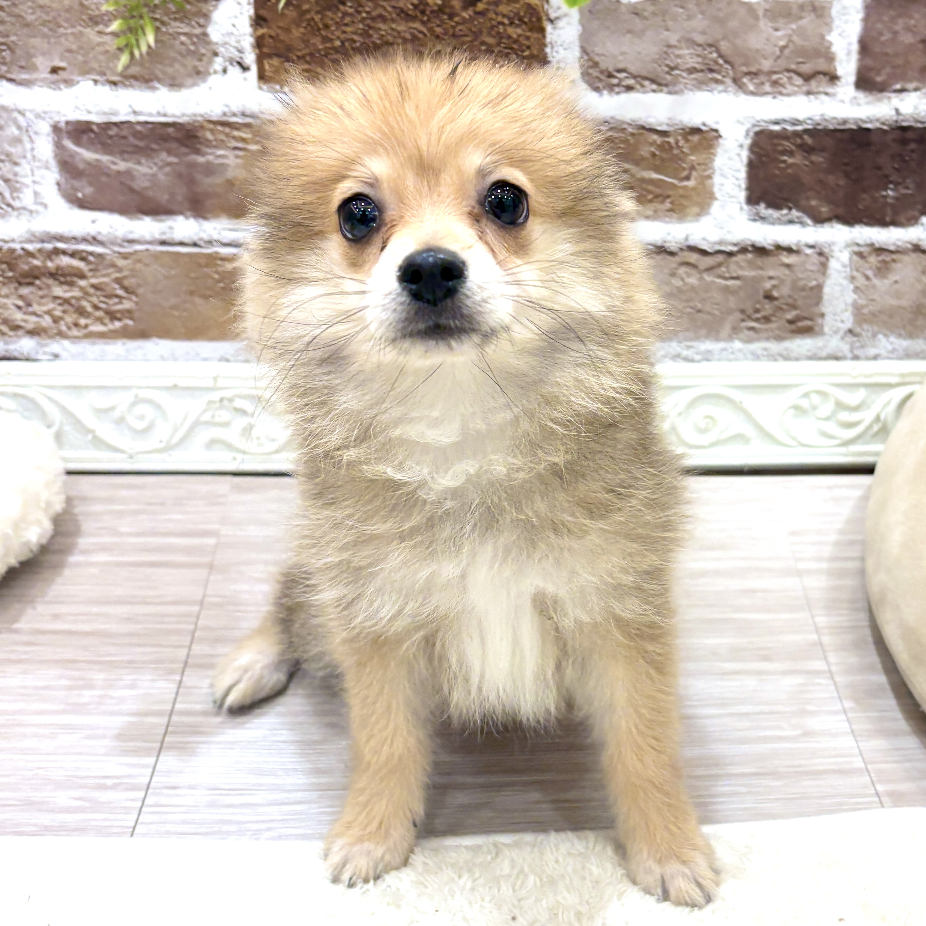 三重県のポメラニアン (犬の家＆猫の里三重桑名店/2026年7月13日生まれ/男の子/オレンジ)の子犬の3枚目の画像