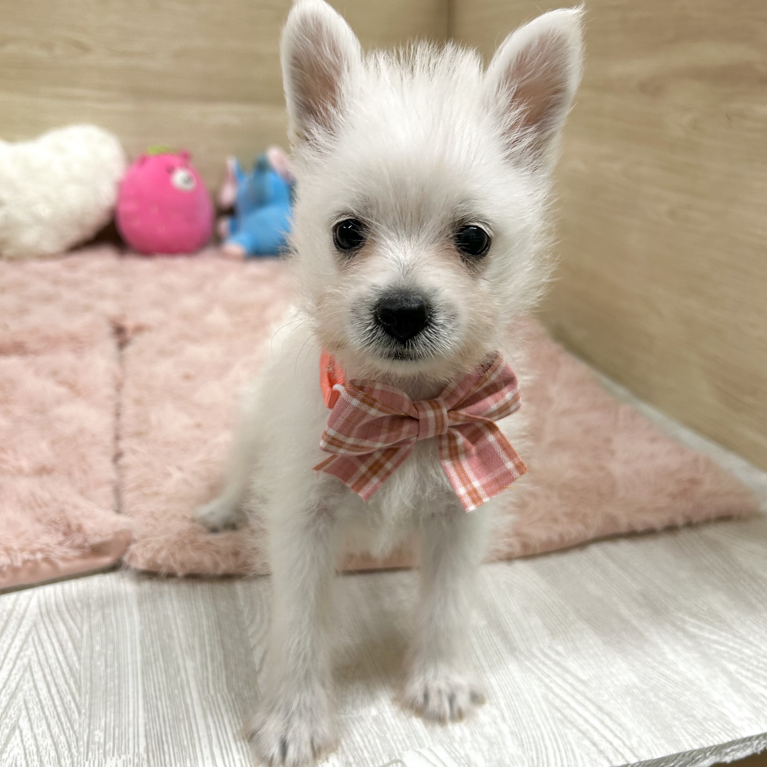 大阪府のポメシュナ/シュナポメ(ポメラニアン×シュナウザー) (犬の家＆猫の里そよら東岸和田店/2025年8月30日生まれ/女の子/ホワイト)の子犬の3枚目の画像