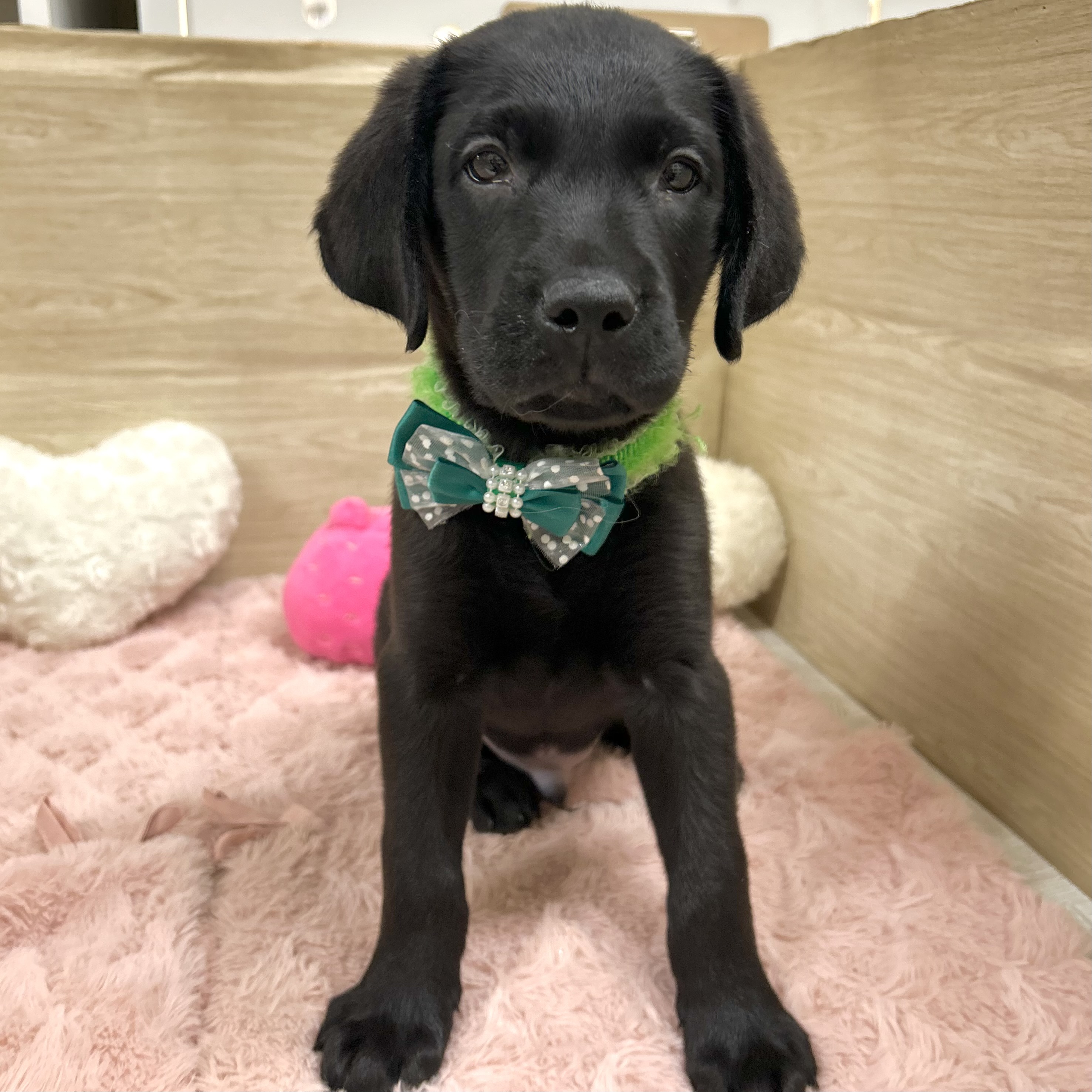 大阪府のラブラドールレトリーバー (犬の家＆猫の里そよら東岸和田店/2025年8月27日生まれ/男の子/ブラック)の子犬の3枚目の画像