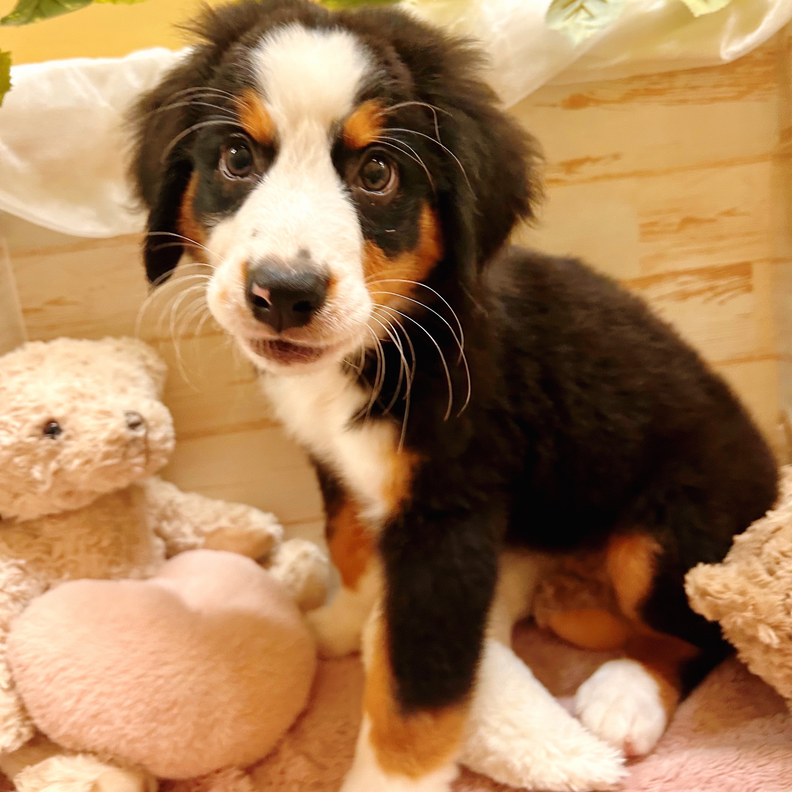 兵庫県のバーニーズマウンテンドッグ (犬の家＆猫の里神戸店/2025年7月27日生まれ/女の子/ブラックラストホワイト)の子犬の3枚目の画像