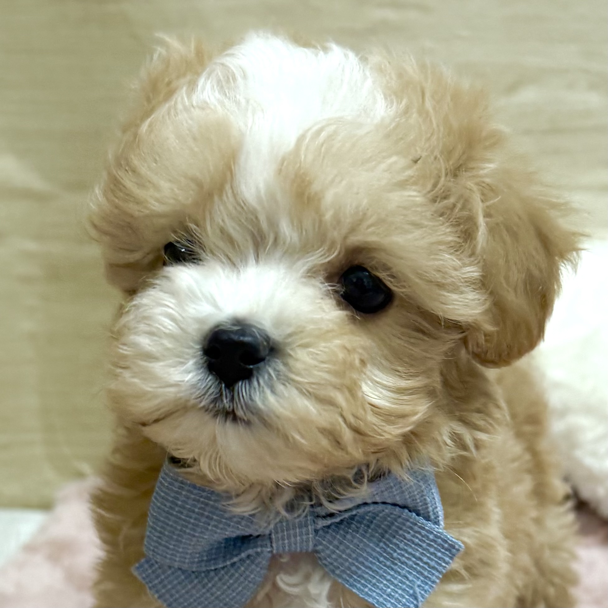 大阪府のマルプー(マルチーズ×プードル) (犬の家＆猫の里そよら東岸和田店/2025年9月14日生まれ/女の子/クリーム)の子犬