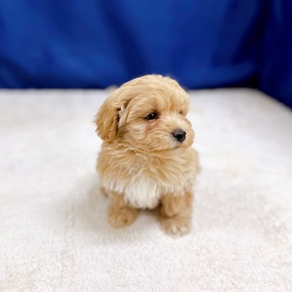 愛知県のマルプー(マルチーズ×プードル) (犬の家＆猫の里一宮店/2025年10月30日生まれ/男の子/クリームホワイト)の子犬の3枚目の画像