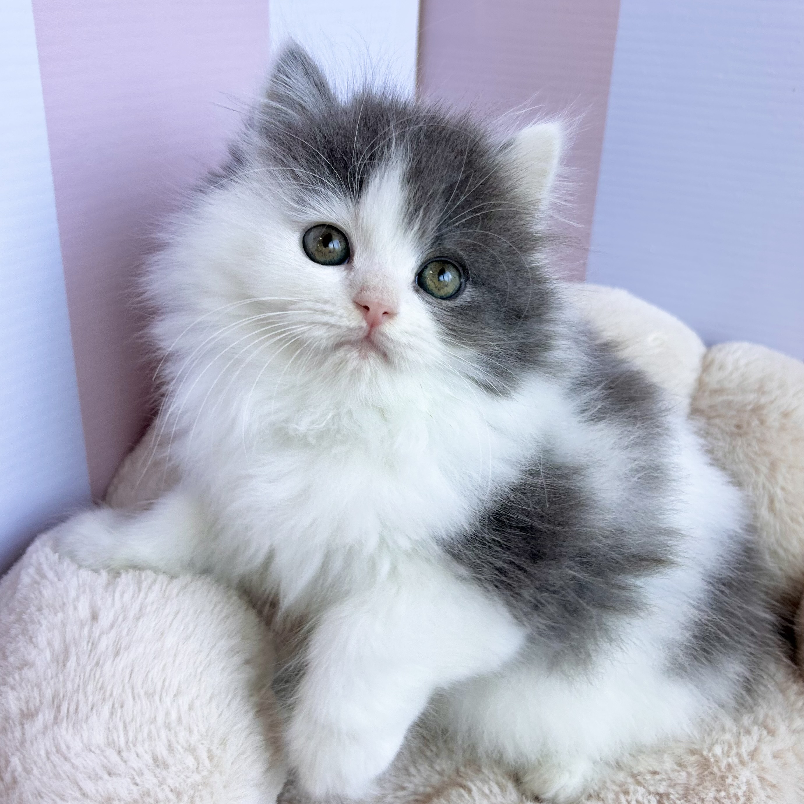 岡山県のブリティッシュロングヘアー (犬の家＆猫の里倉敷中庄店/2025年10月12日生まれ/女の子/ブルーホワイト)の子猫の3枚目の画像