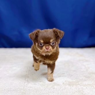 愛知県のチワワ(ロング) (犬の家＆猫の里一宮店/2025年11月3日生まれ/男の子/チョコレートタンホワイト)の子犬の3枚目の画像