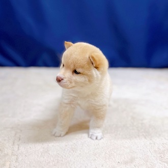 愛知県の豆柴 (犬の家＆猫の里一宮店/2025年11月3日生まれ/男の子/白)の子犬の3枚目の画像