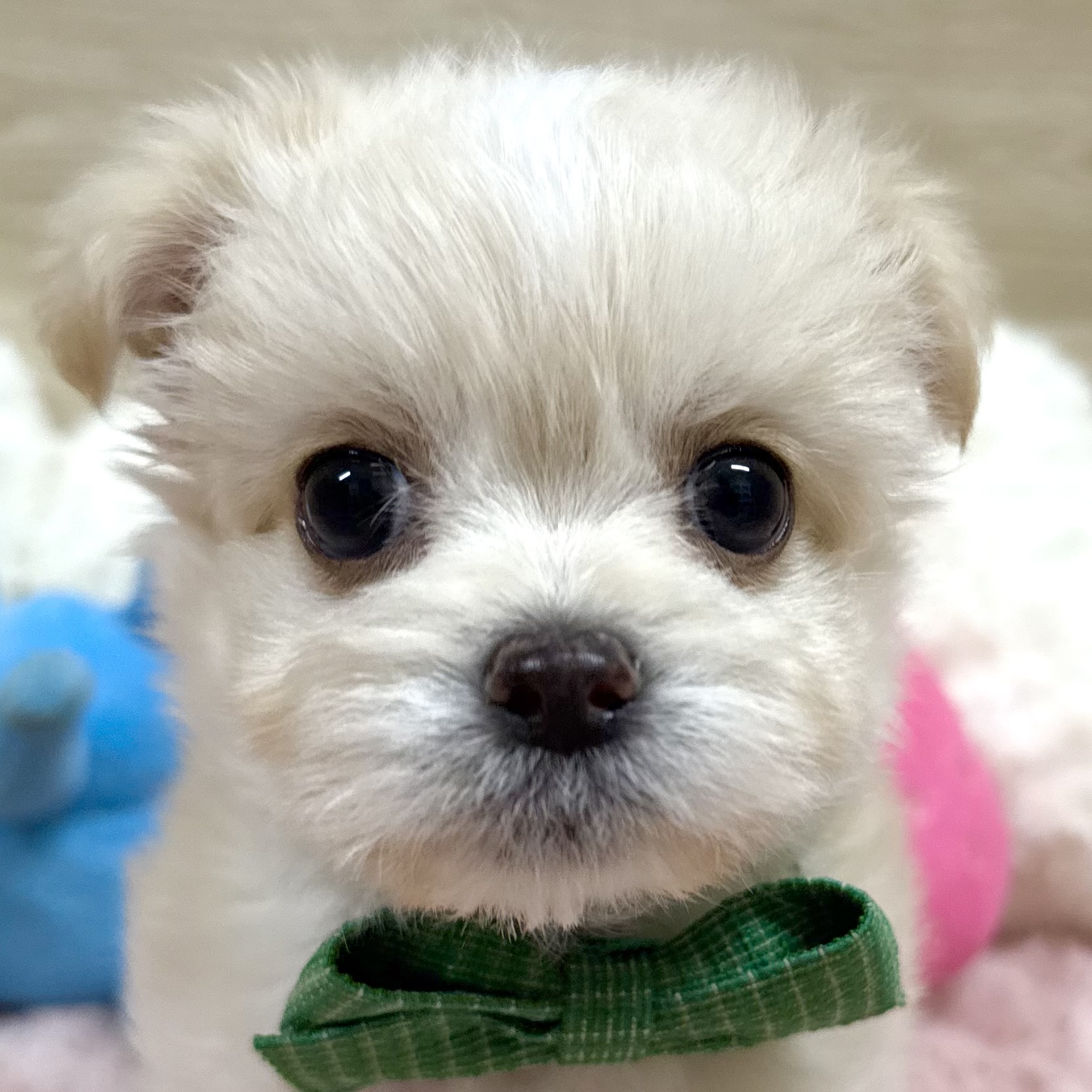 大阪府のチワマル/マルチワ(チワワ×マルチーズ) (犬の家＆猫の里そよら東岸和田店/2025年9月11日生まれ/女の子/クリームホワイト)の子犬