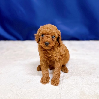 愛知県のトイプードル(トイ) (犬の家＆猫の里一宮店/2025年11月3日生まれ/男の子/レッド)の子犬の3枚目の画像