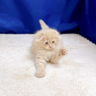 愛知県のスコティッシュフォールド (犬の家＆猫の里一宮店/2025年10月29日生まれ/男の子/クリームタビー)の子猫の3枚目の画像