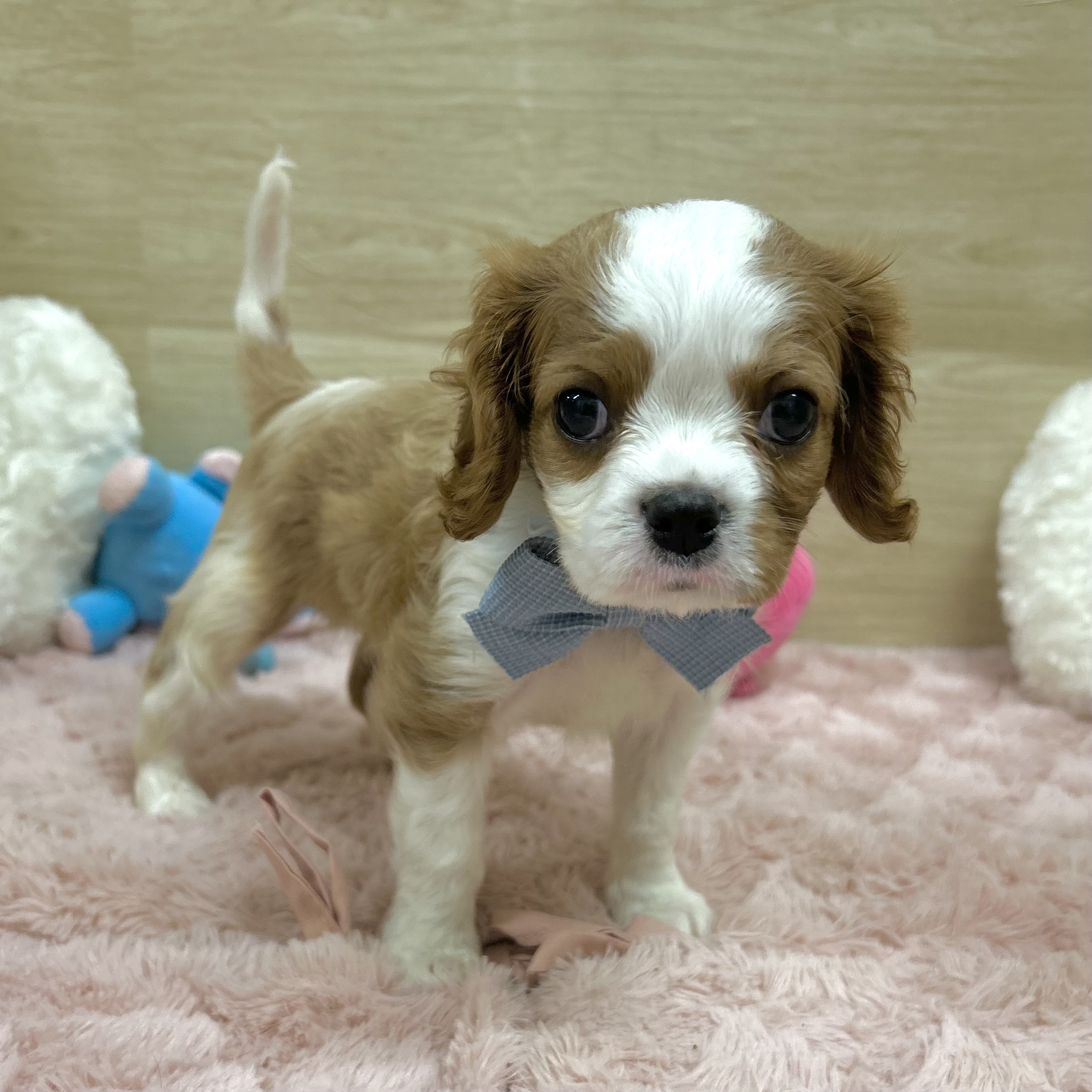 大阪府のキャバリアキングチャールズスパニエル (犬の家＆猫の里そよら東岸和田店/2025年8月26日生まれ/男の子/ブレンハイム)の子犬の3枚目の画像