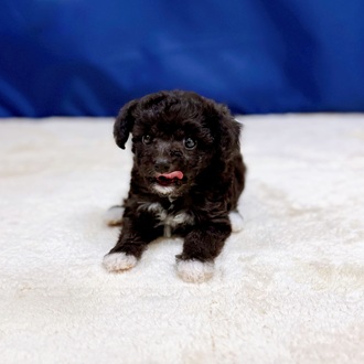 愛知県のマルプー(マルチーズ×プードル) (犬の家＆猫の里一宮店/2025年11月3日生まれ/女の子/シルバー)の子犬の3枚目の画像