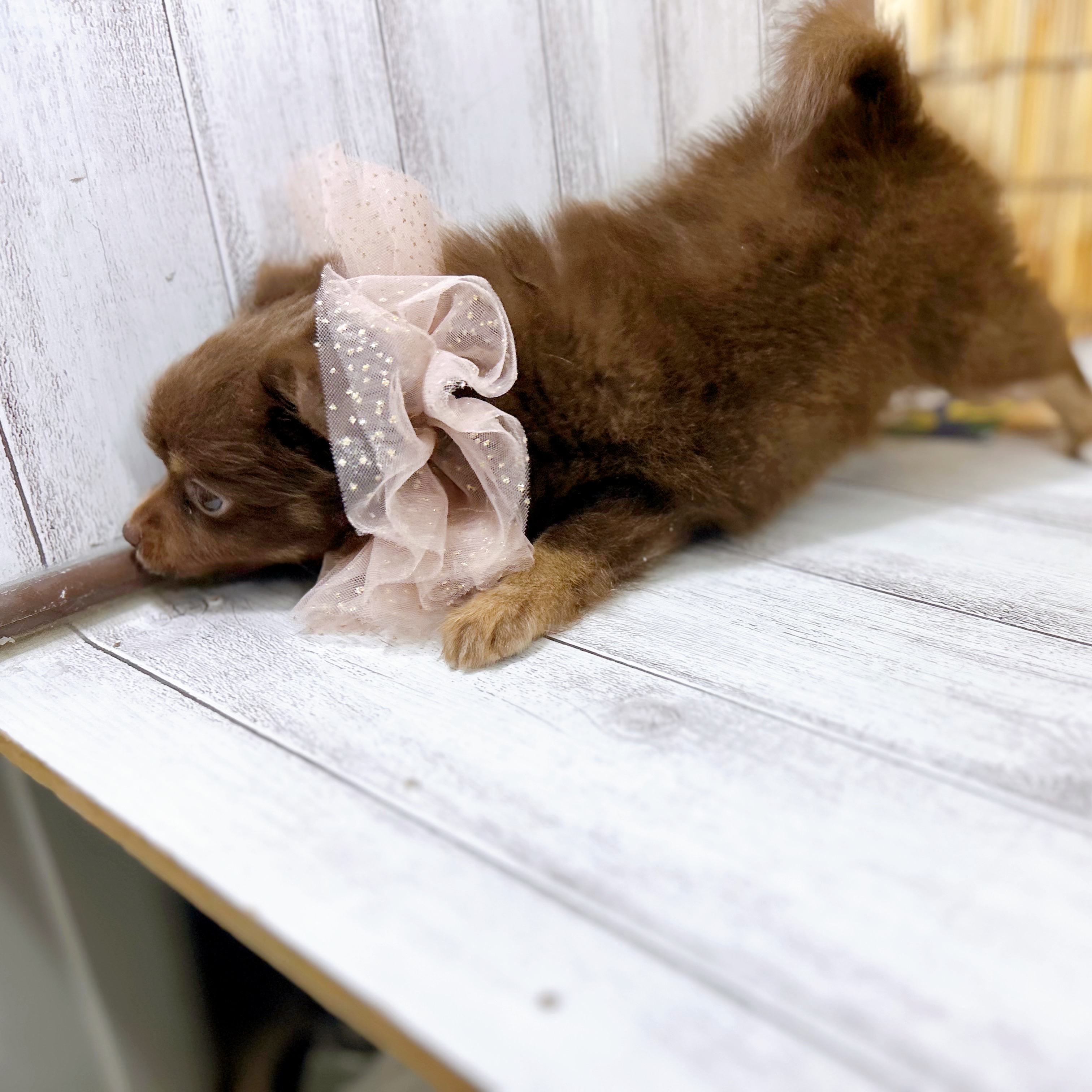 神奈川県のポメチワ/チワポメ/ポメチー(ポメラニアン×チワワ) (犬の家＆猫の里小田原店/2025年7月14日生まれ/男の子/チョコレートタン)の子犬の3枚目の画像