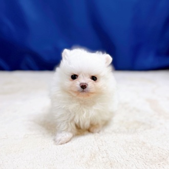 愛知県のポメラニアン (犬の家＆猫の里一宮店/2025年11月2日生まれ/男の子/ホワイト)の子犬の3枚目の画像