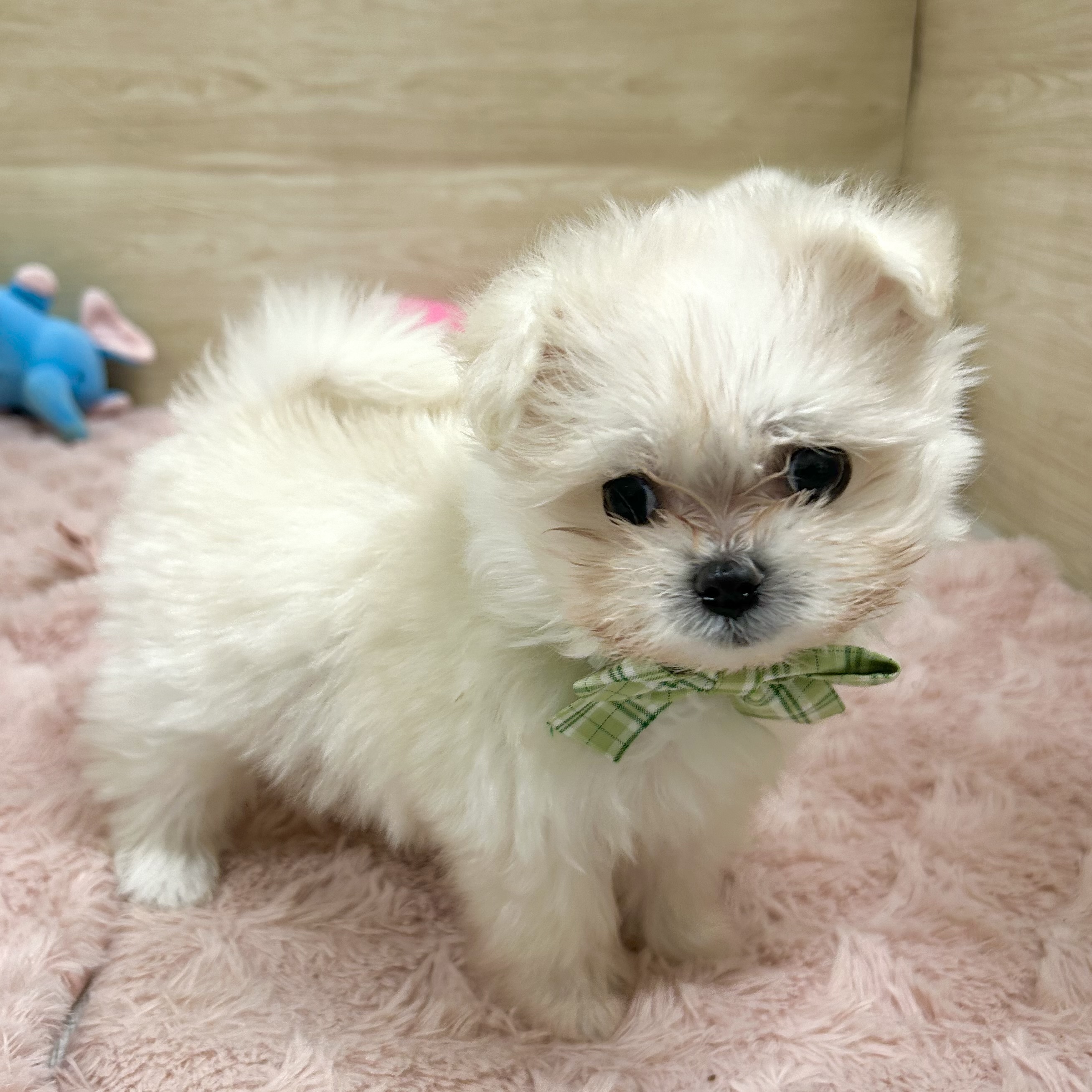 大阪府のポメマル/マルポメ(ポメラニアン×マルチーズ) (犬の家＆猫の里そよら東岸和田店/2025年9月3日生まれ/女の子/クリーム)の子犬の3枚目の画像