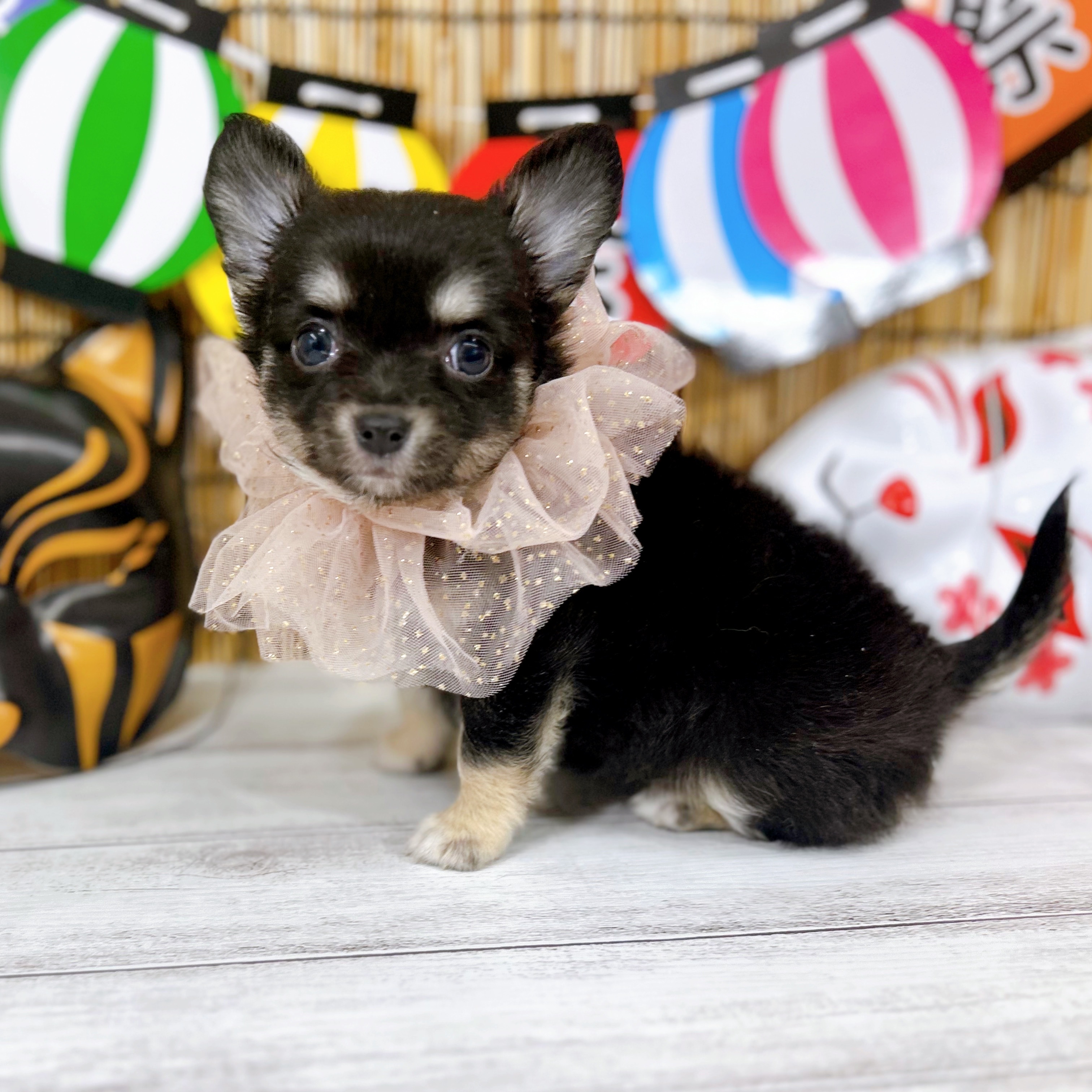 神奈川県のチワワ(ロング) (犬の家＆猫の里小田原店/2025年7月13日生まれ/女の子/ブラックタンホワイト)の子犬の1枚目の画像