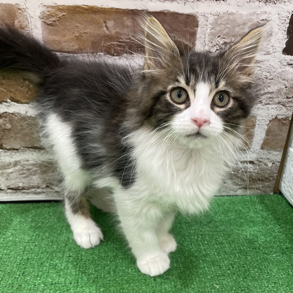 三重県のメインクーン (犬の家＆猫の里三重桑名店/2025年11月12日生まれ/男の子/ブラックタビーホワイト)の子猫の3枚目の画像