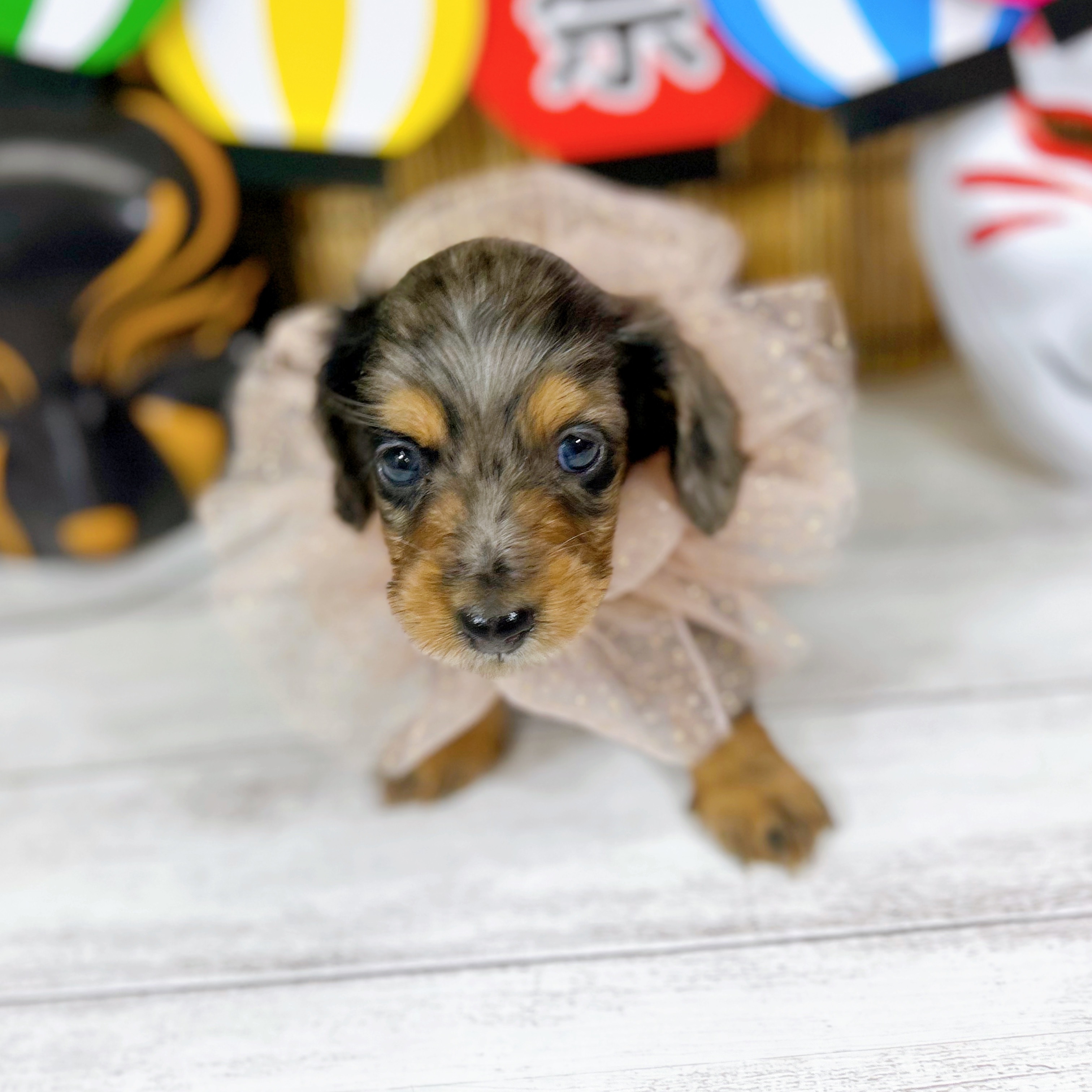 神奈川県のミニチュアダックスフンド(ロング) (犬の家＆猫の里小田原店/2025年7月15日生まれ/女の子/シルバーダップル)の子犬の3枚目の画像