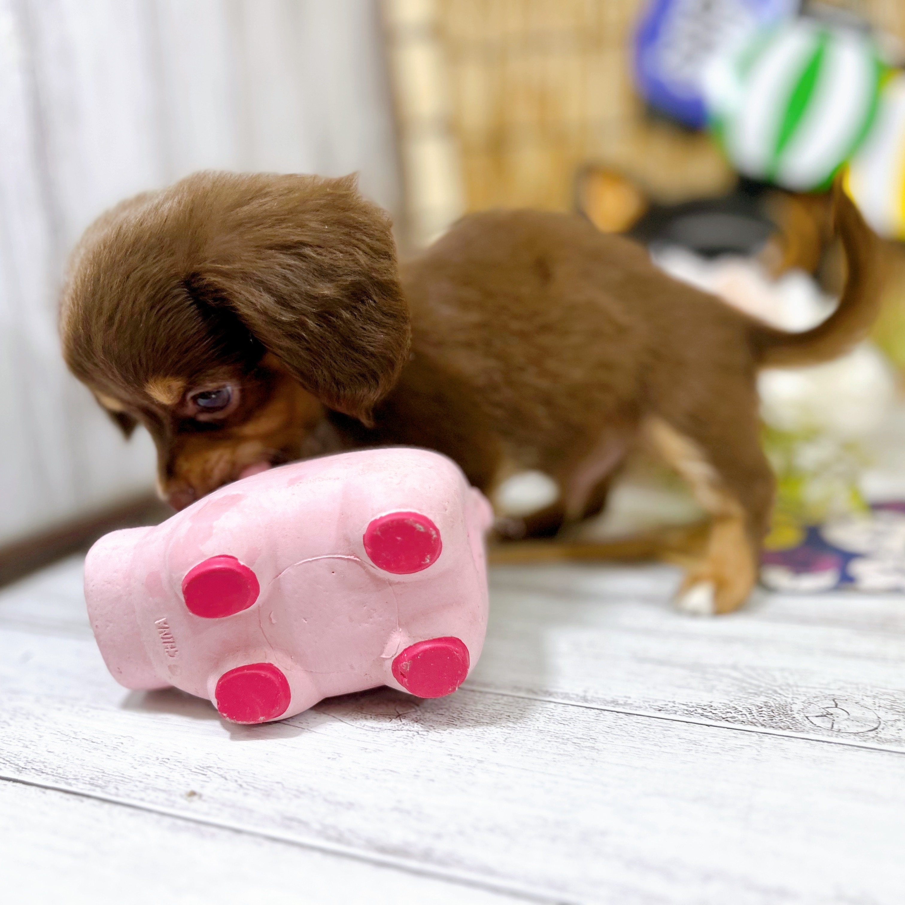 神奈川県のチワックス(チワワ×ダックス) (犬の家＆猫の里小田原店/2025年7月15日生まれ/男の子/チョコレートタン)の子犬の3枚目の画像