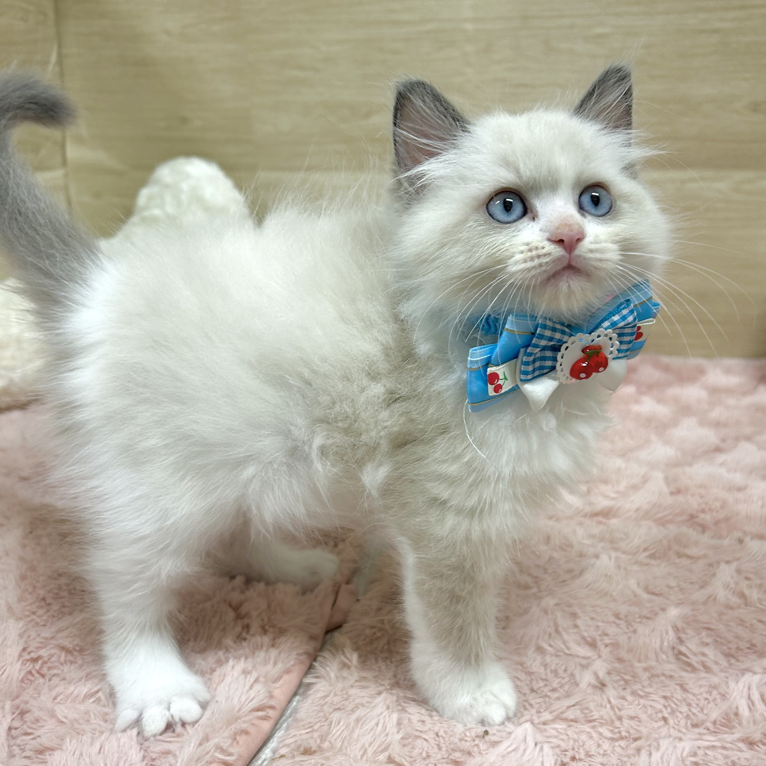 大阪府のラグドール (犬の家＆猫の里そよら東岸和田店/2025年9月4日生まれ/男の子/ブルーポイントバイカラー)の子猫の3枚目の画像