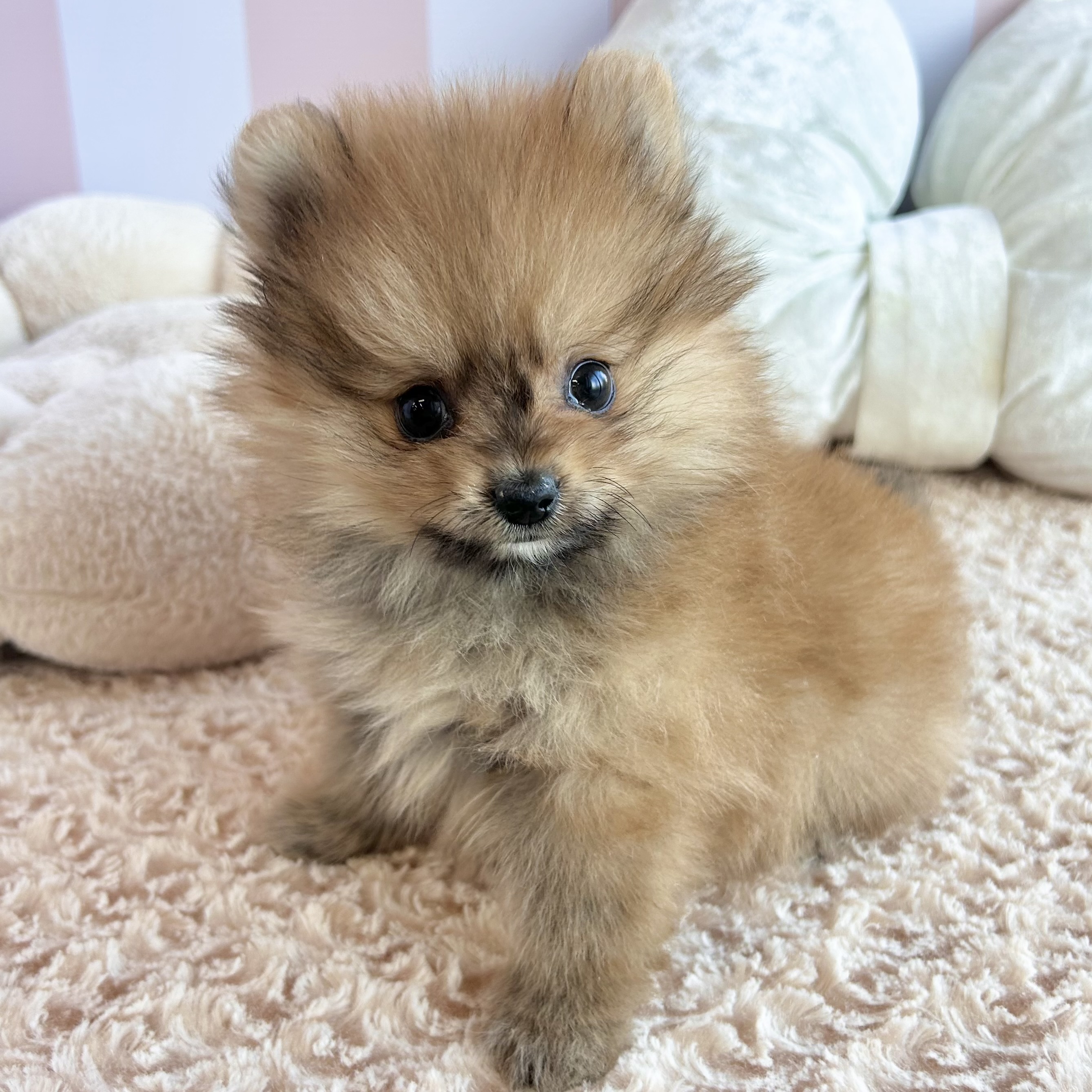 岡山県のポメラニアン (犬の家＆猫の里倉敷中庄店/2025年10月10日生まれ/男の子/オレンジ)の子犬の3枚目の画像